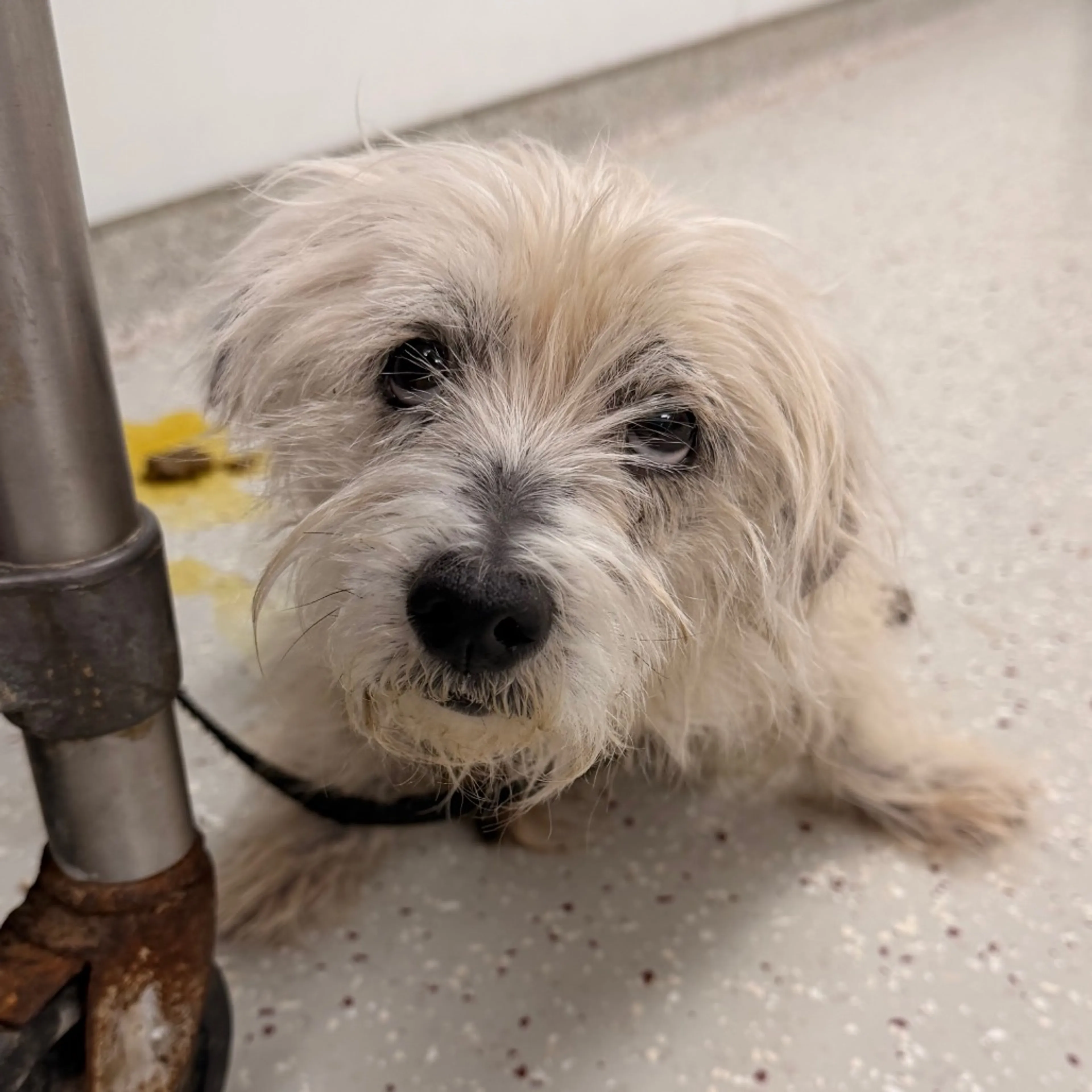 Found pet