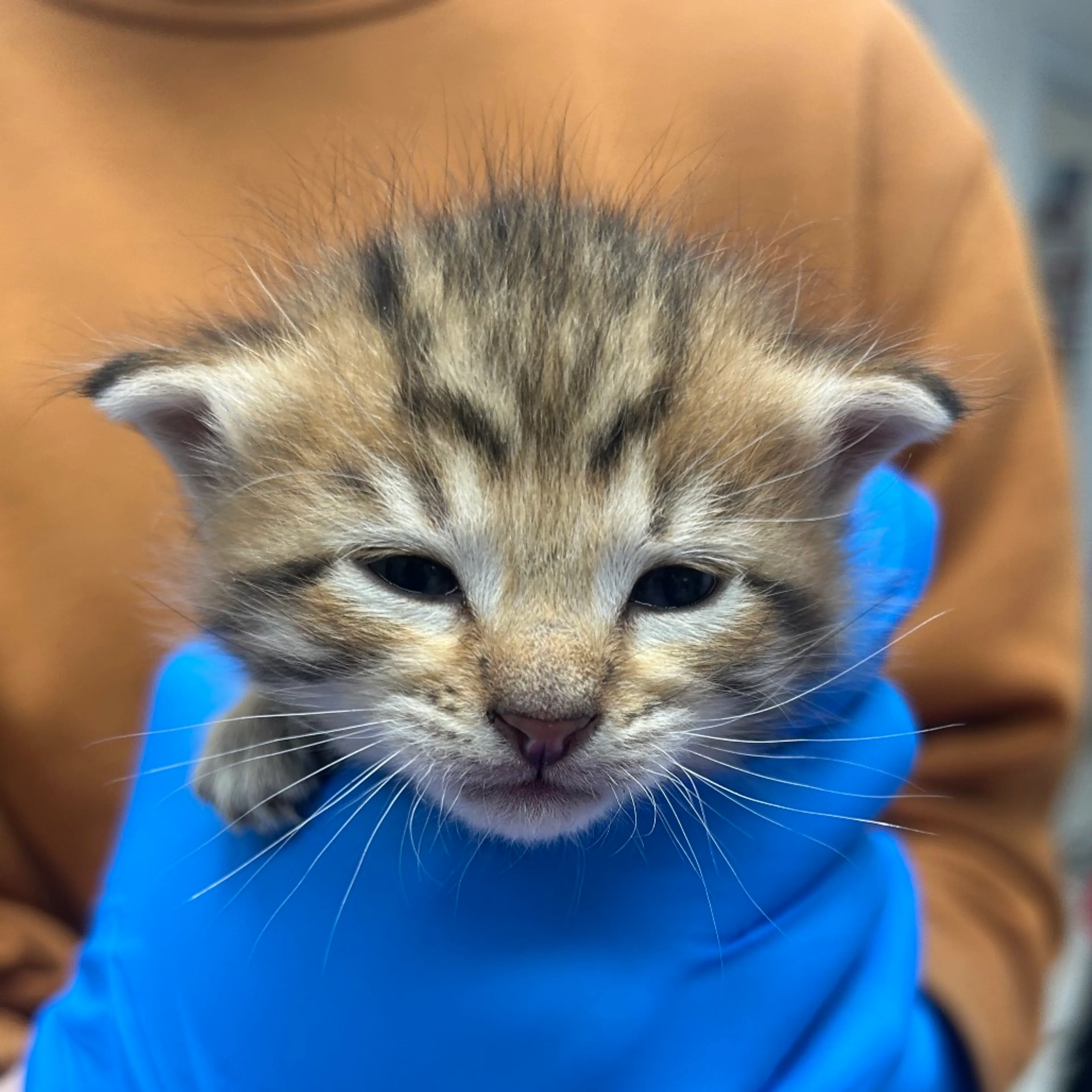 Found pet-1