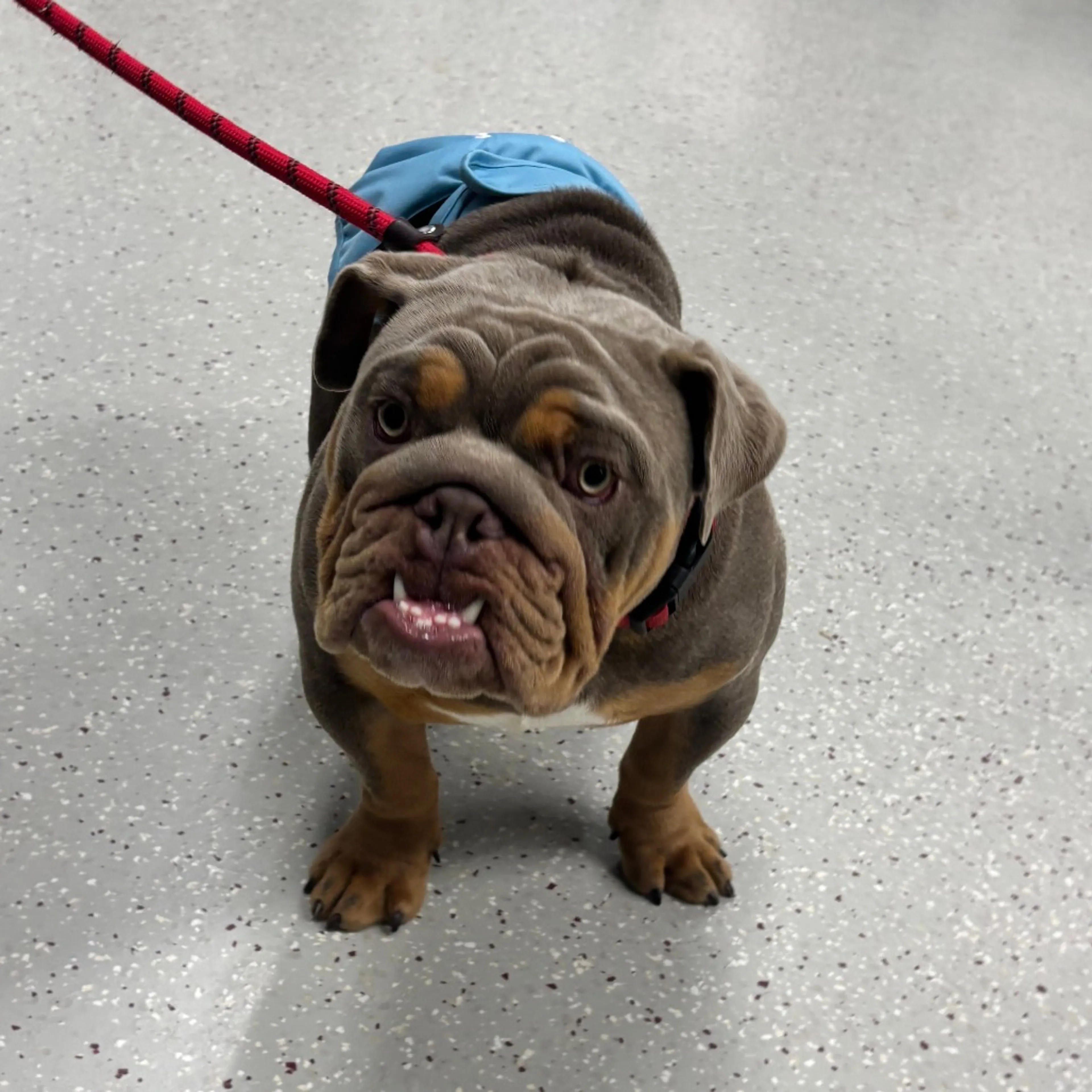 Found pet-1