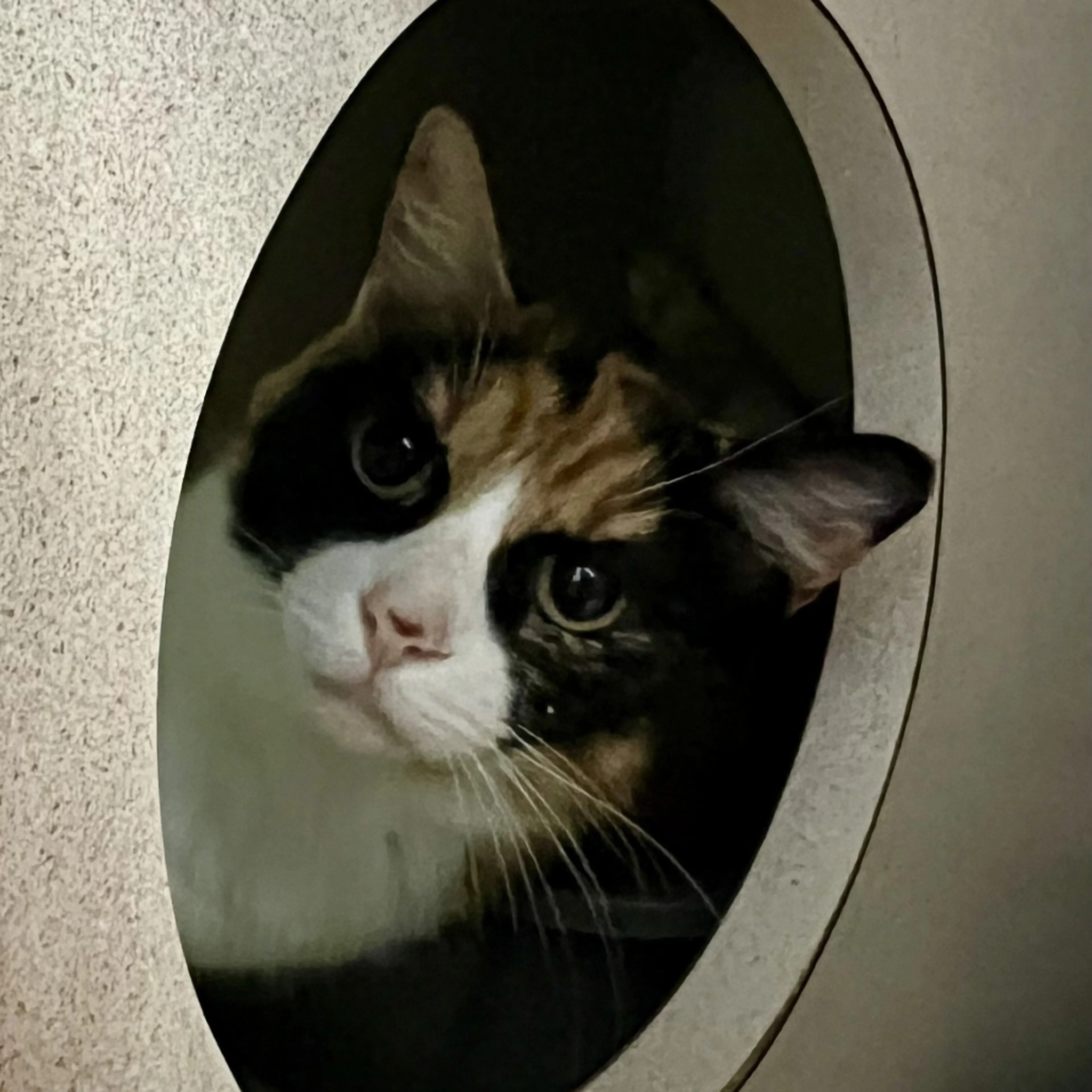 Found pet