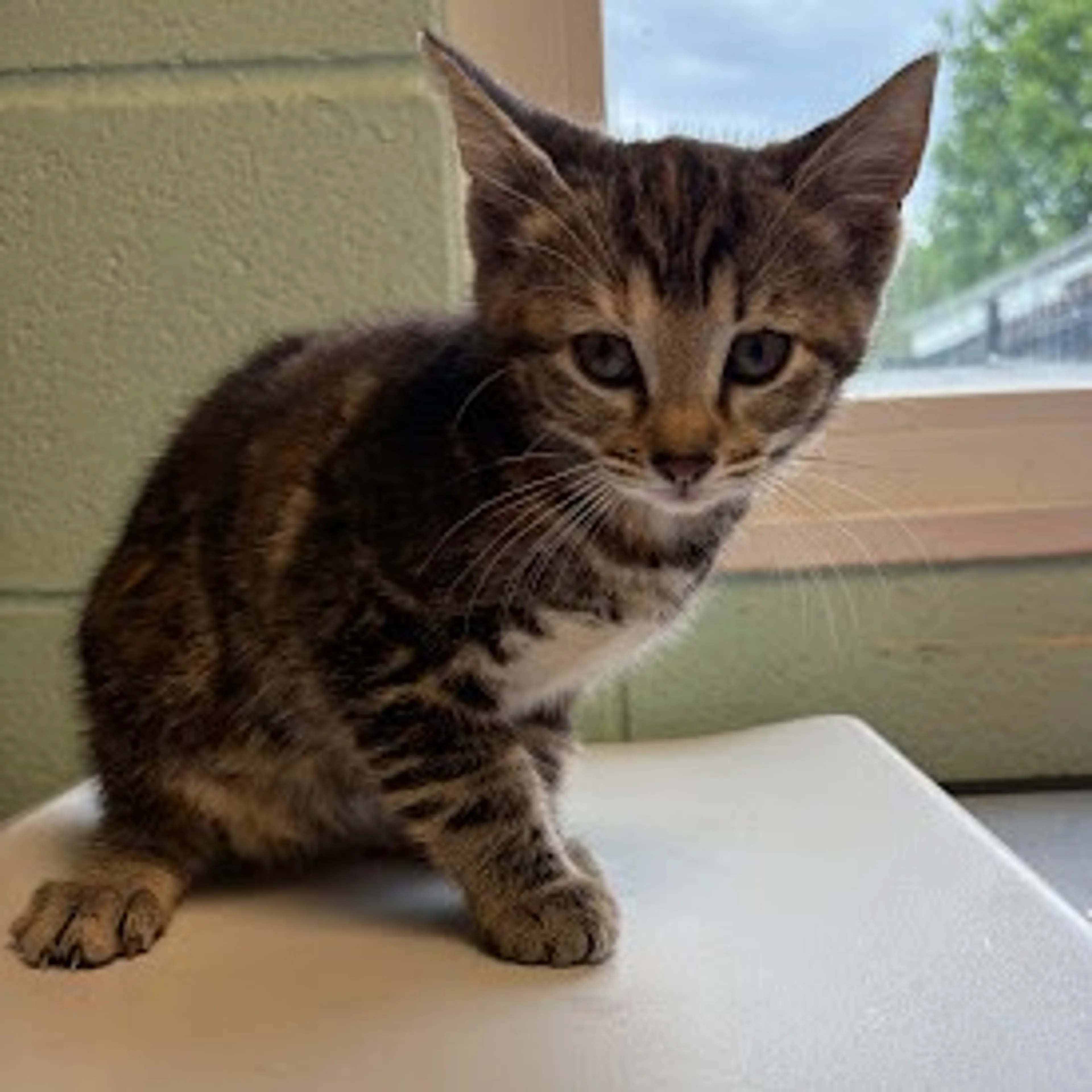 Found pet