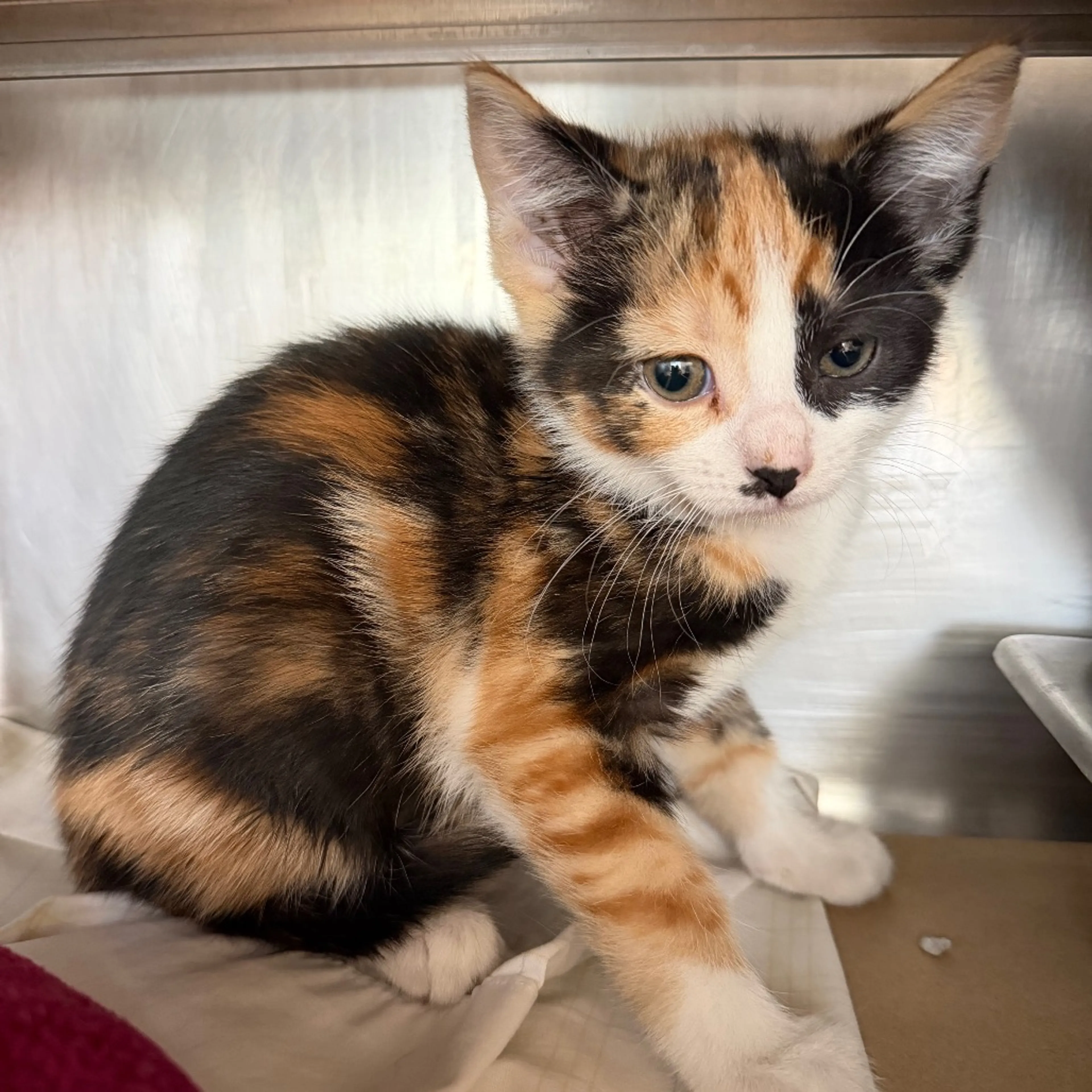 Found pet-1