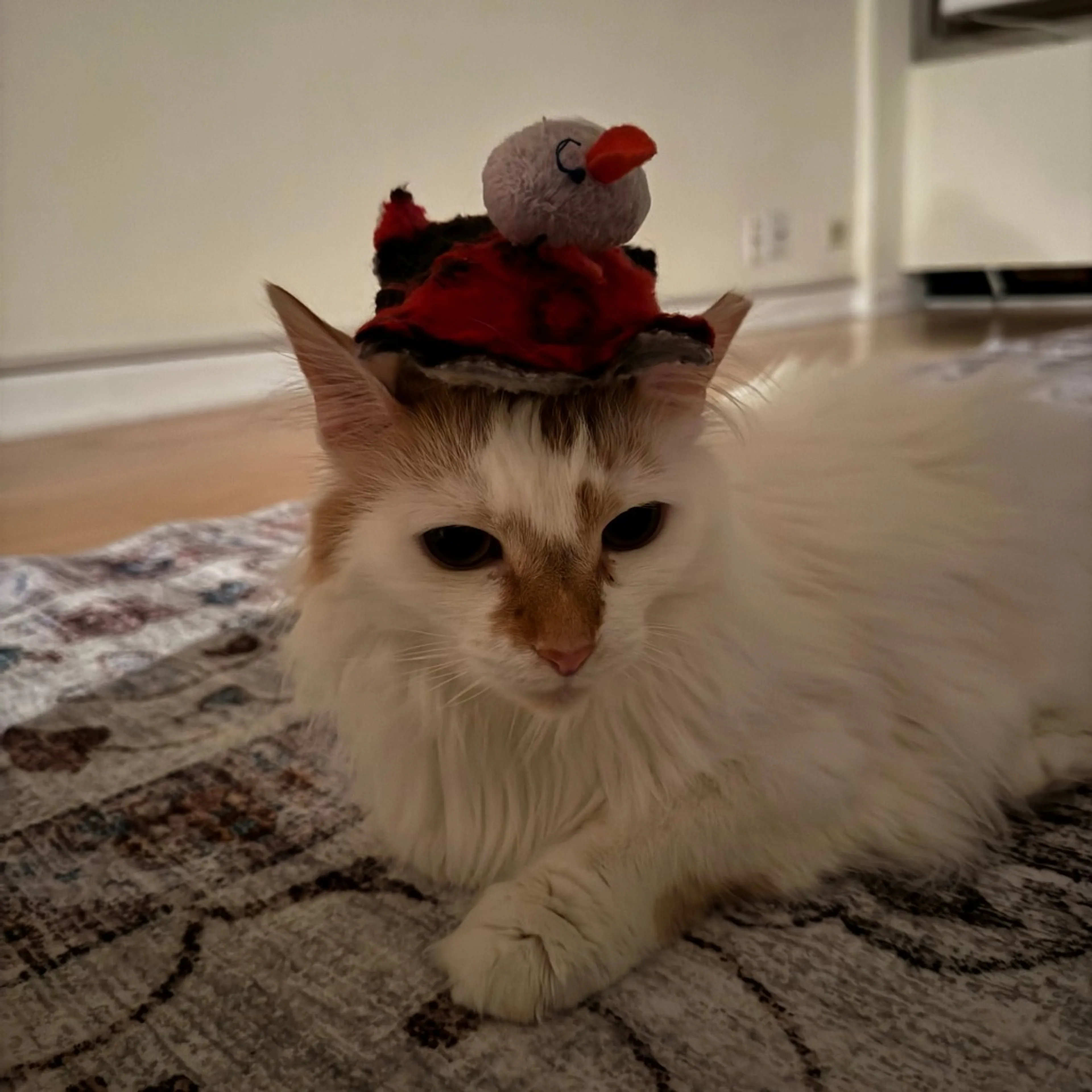 Found pet-1