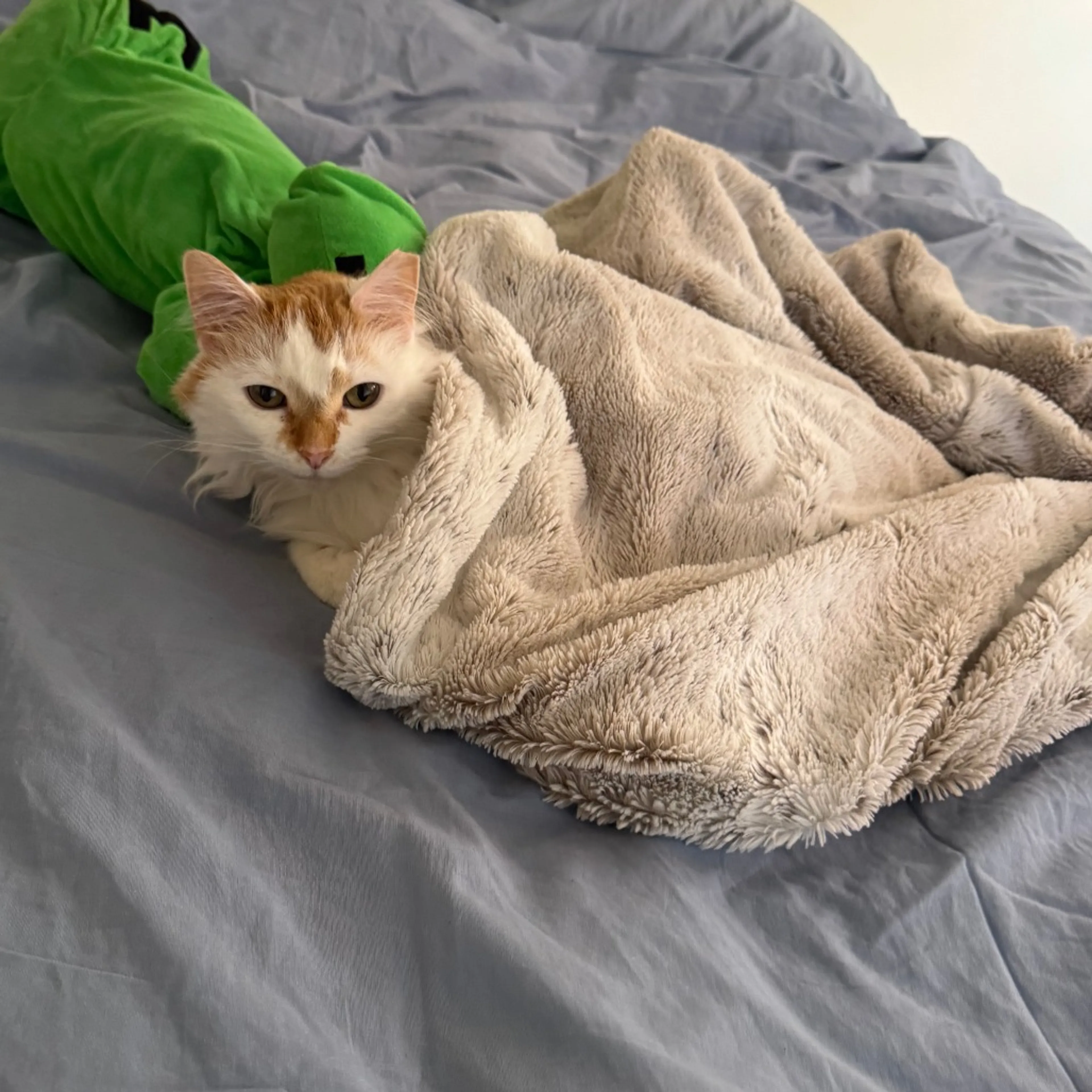 Found pet-6