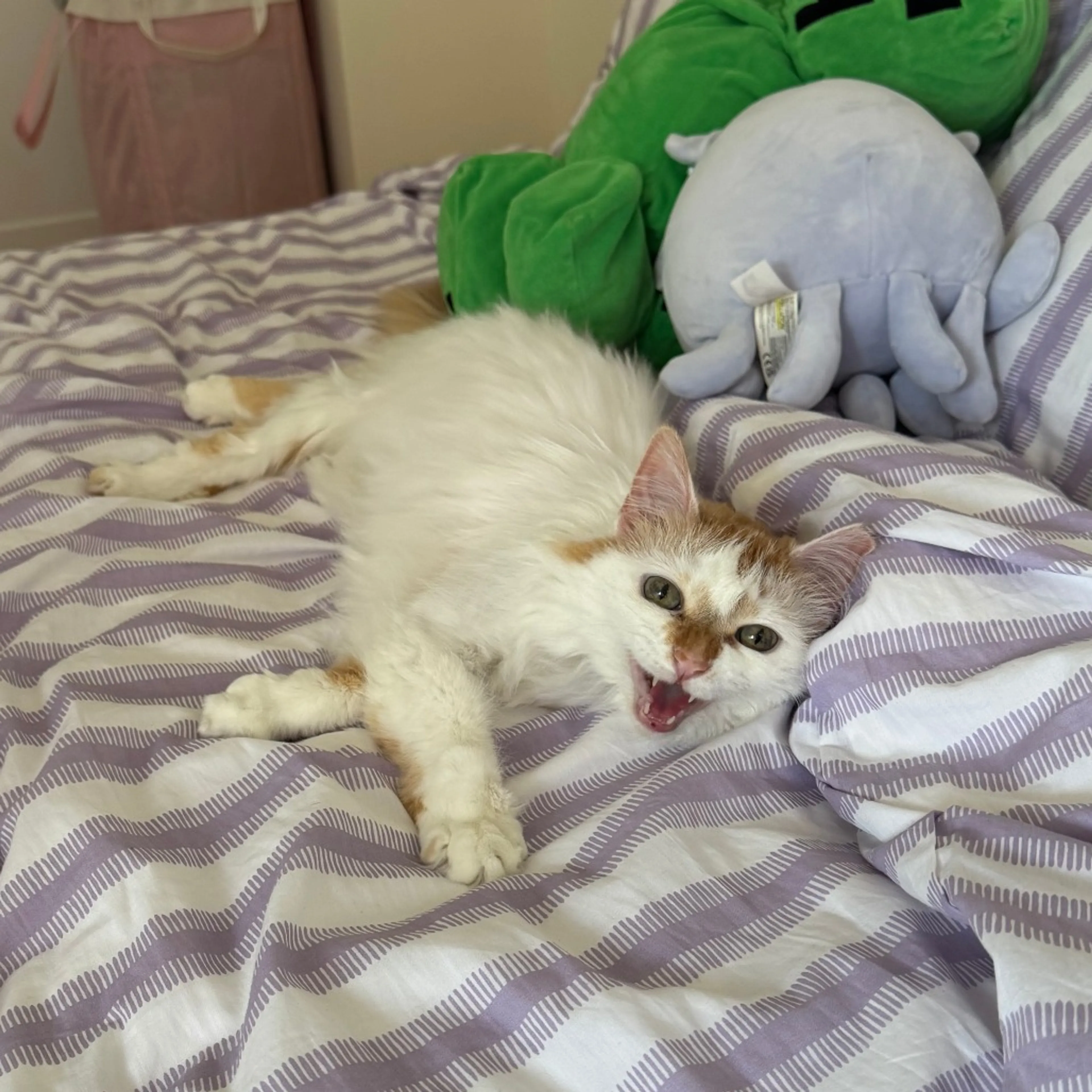 Found pet-5