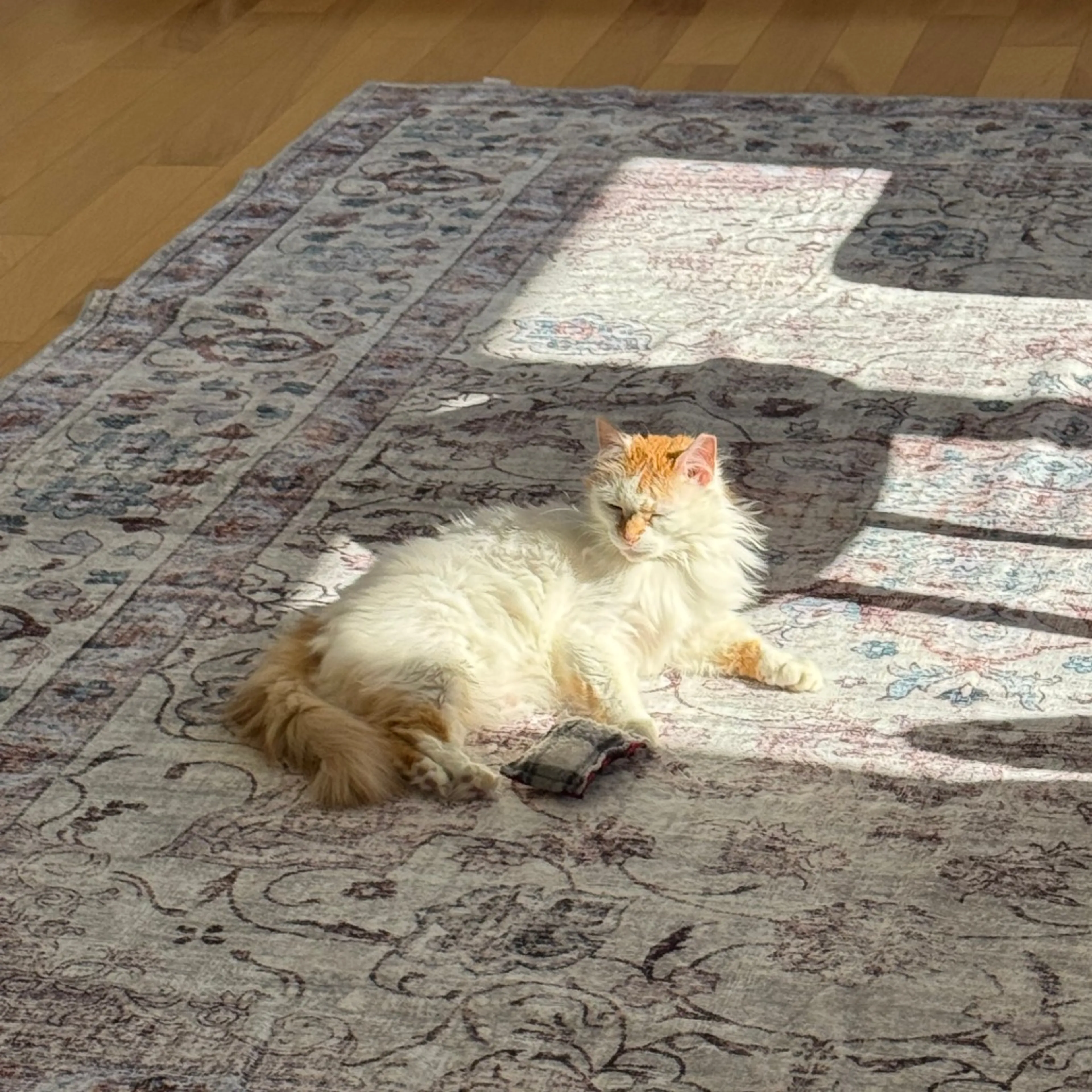 Found pet-4