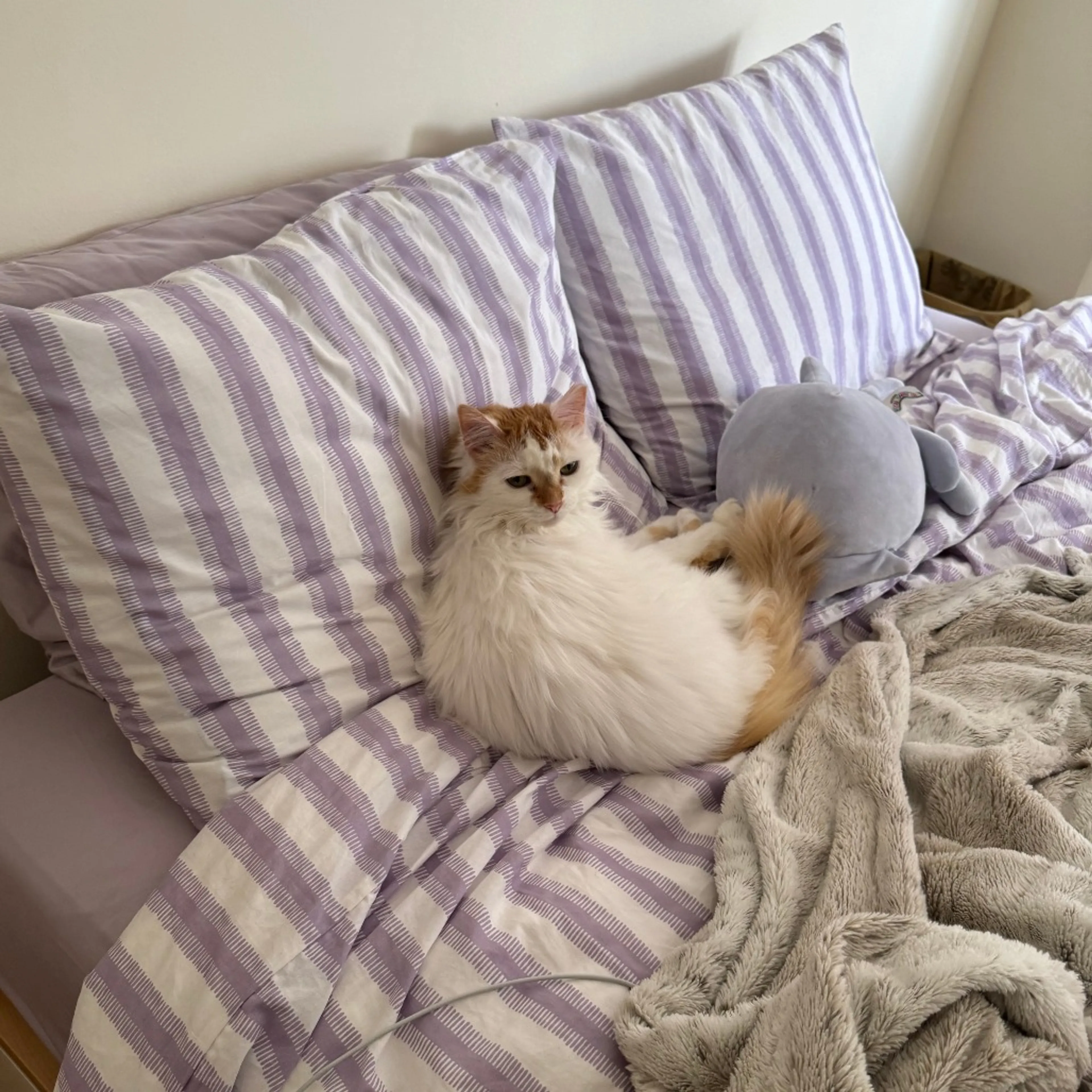 Found pet-2