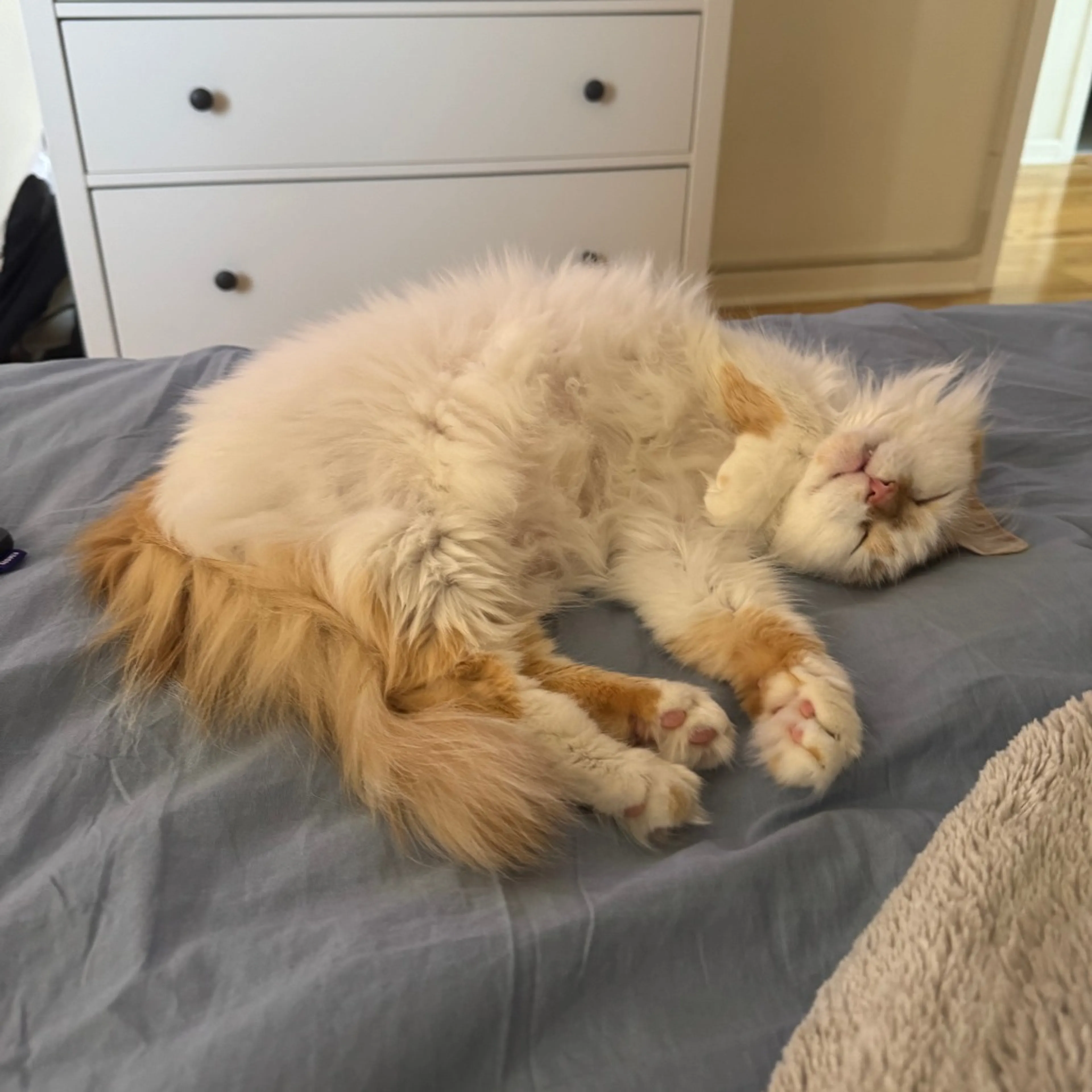Found pet-3