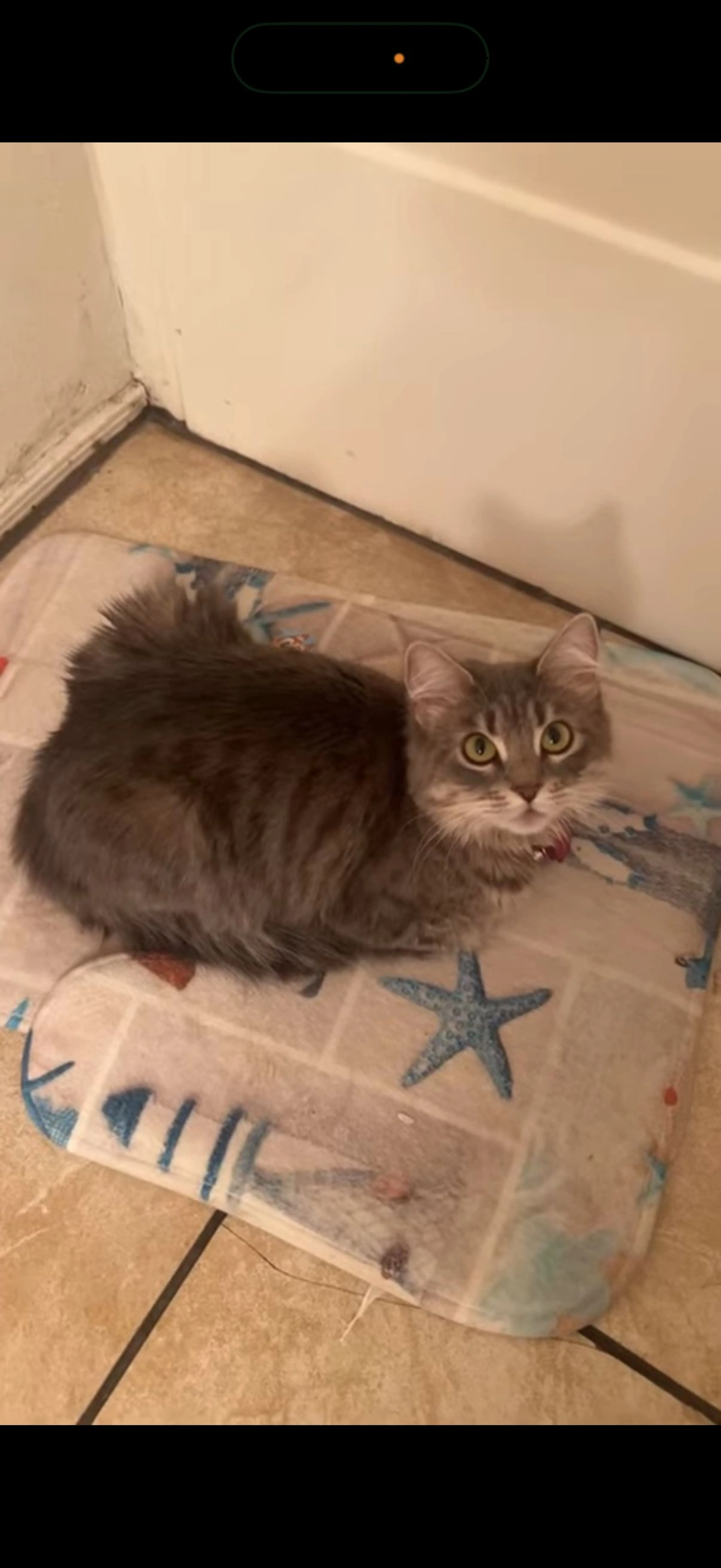 Lost pet-0
