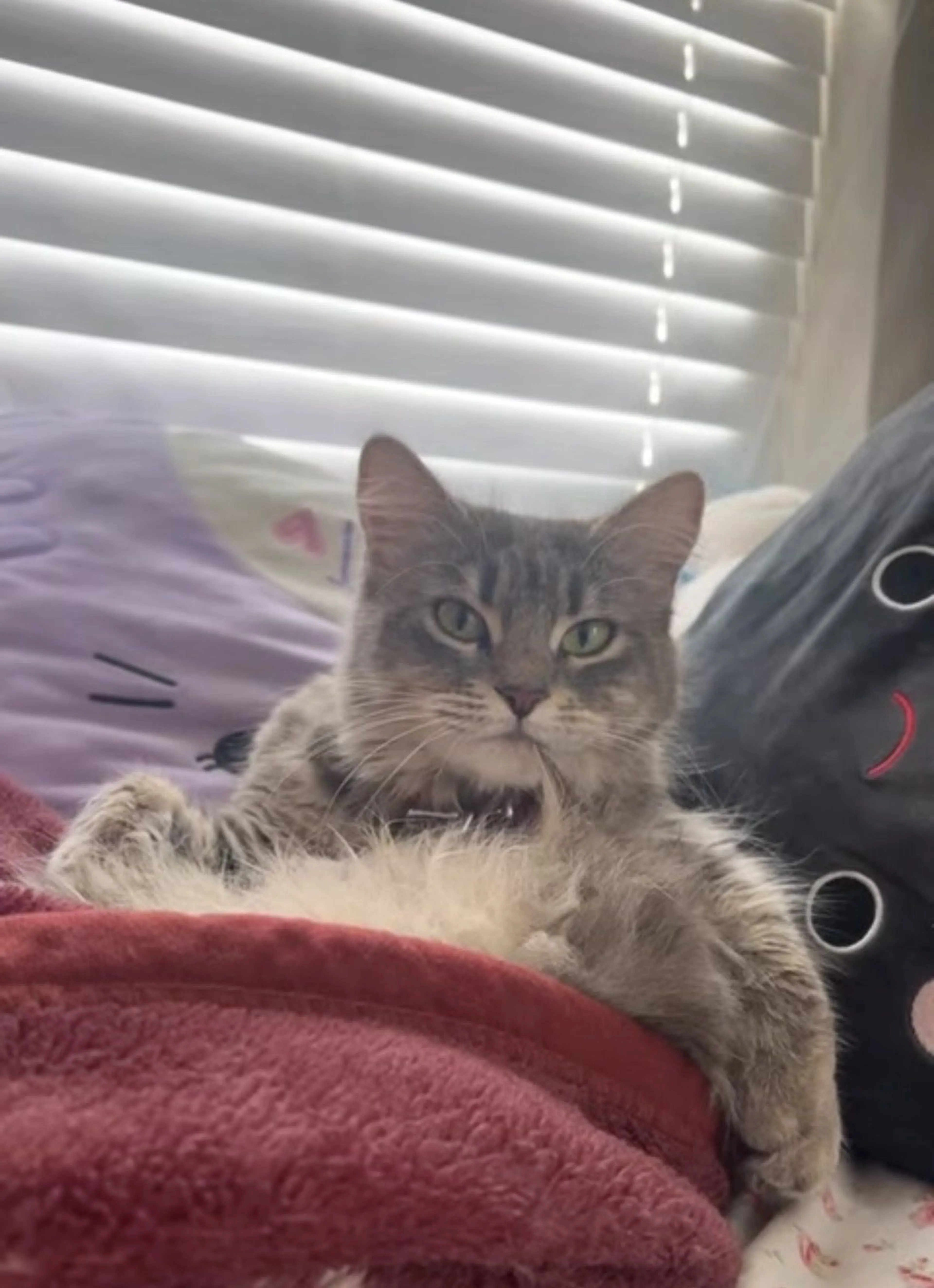 Lost pet-3