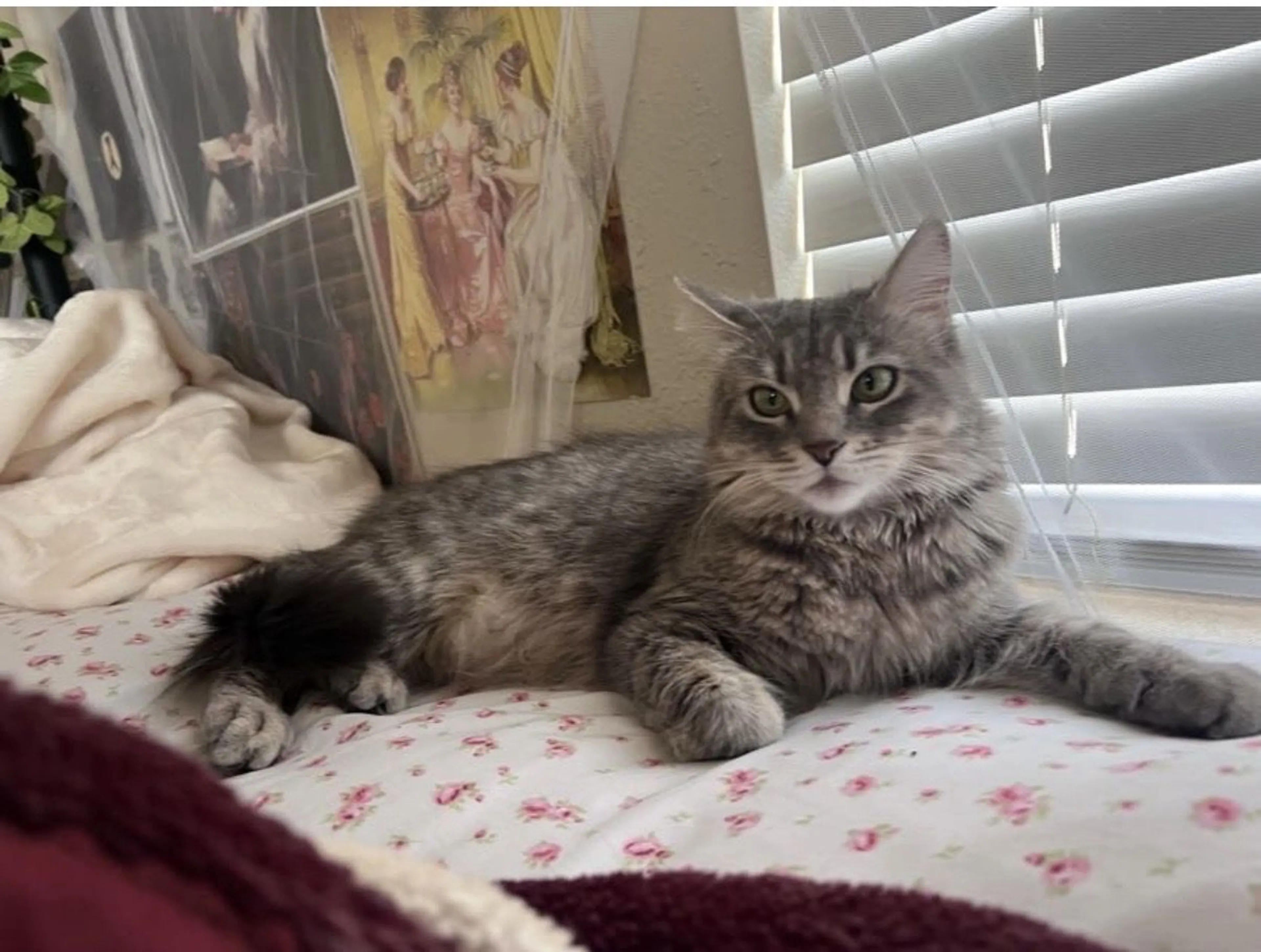 Lost pet-2