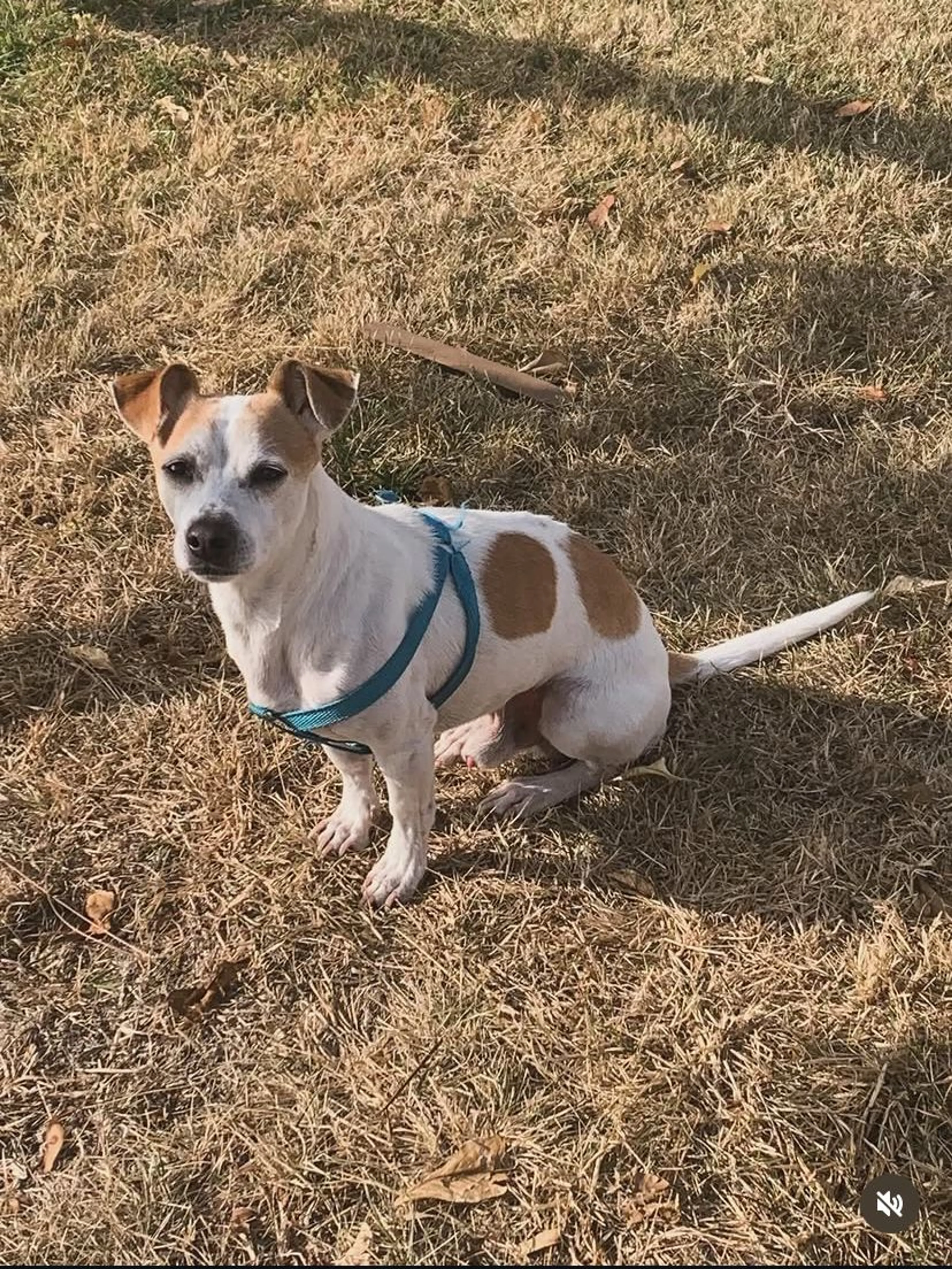 Lost pet