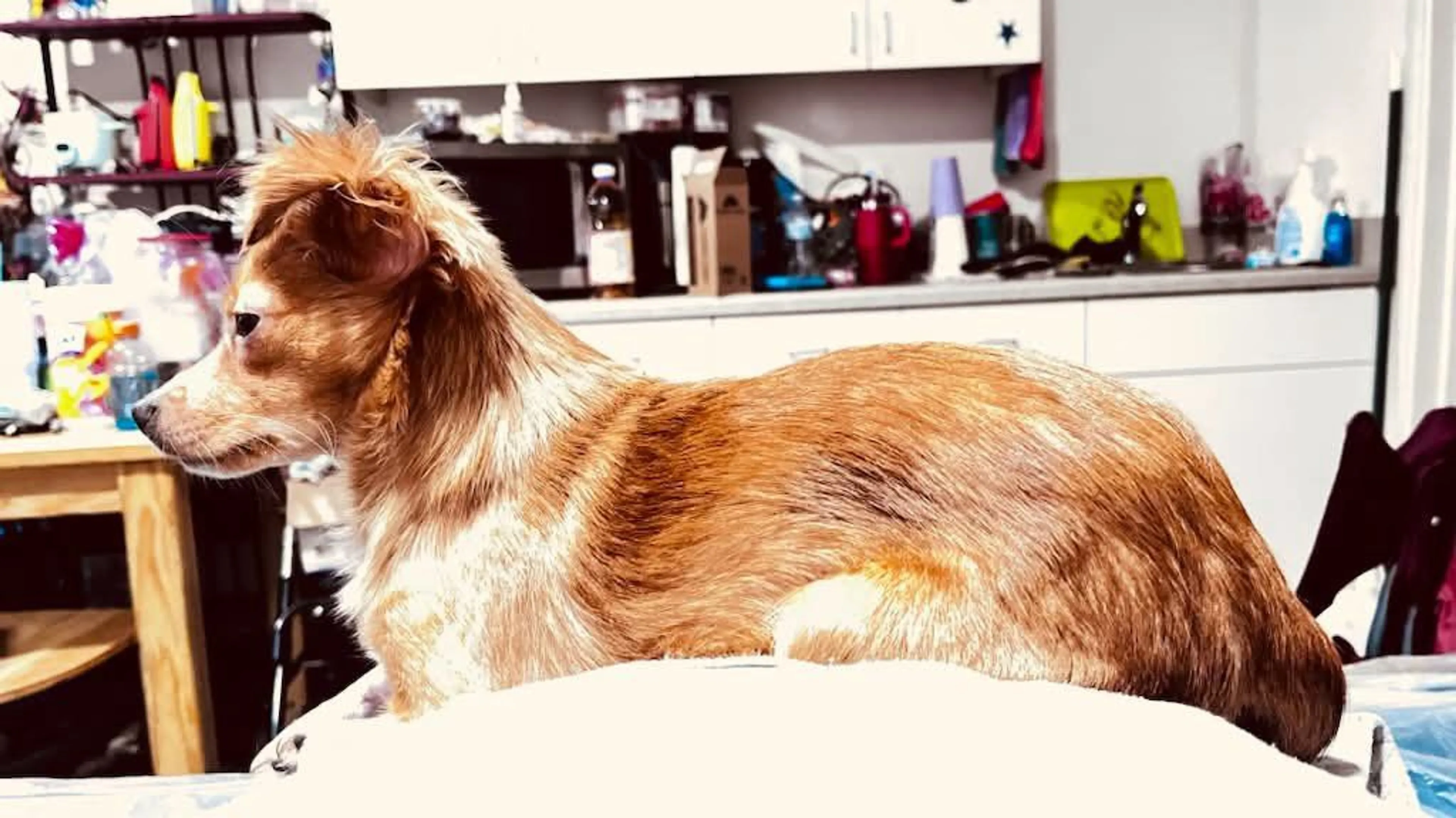 Lost pet-1