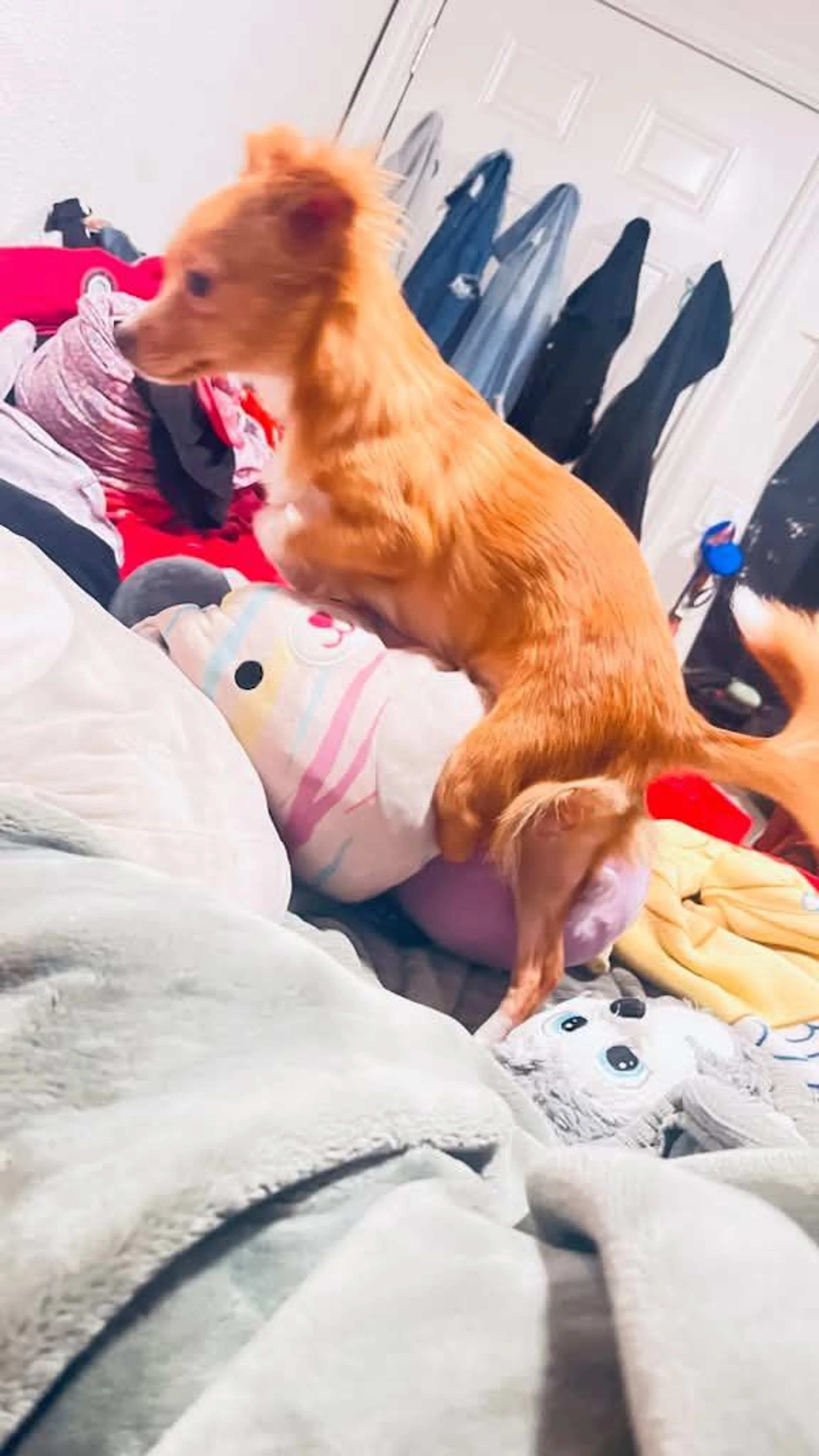 Lost pet-0