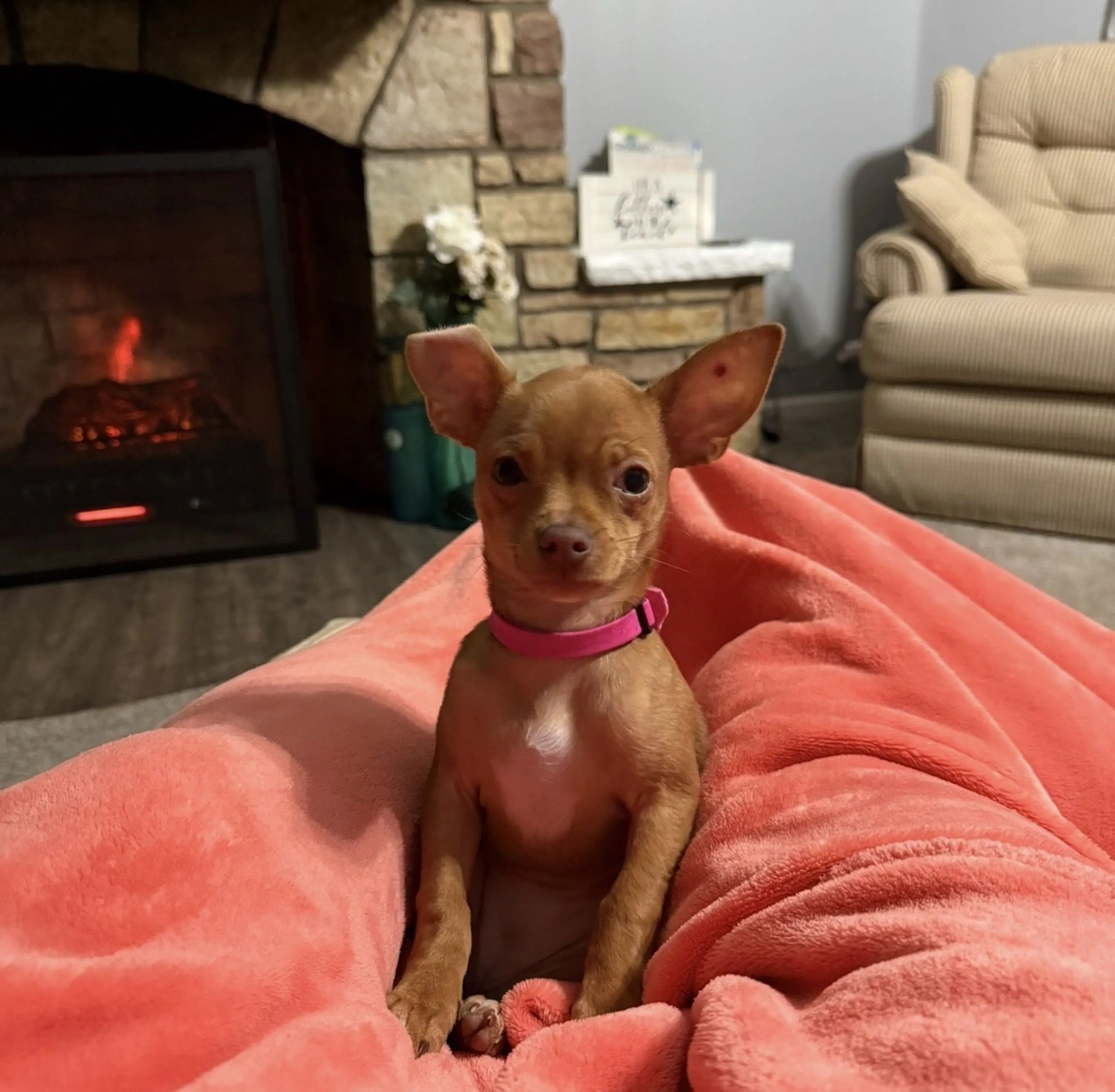 Lost pet