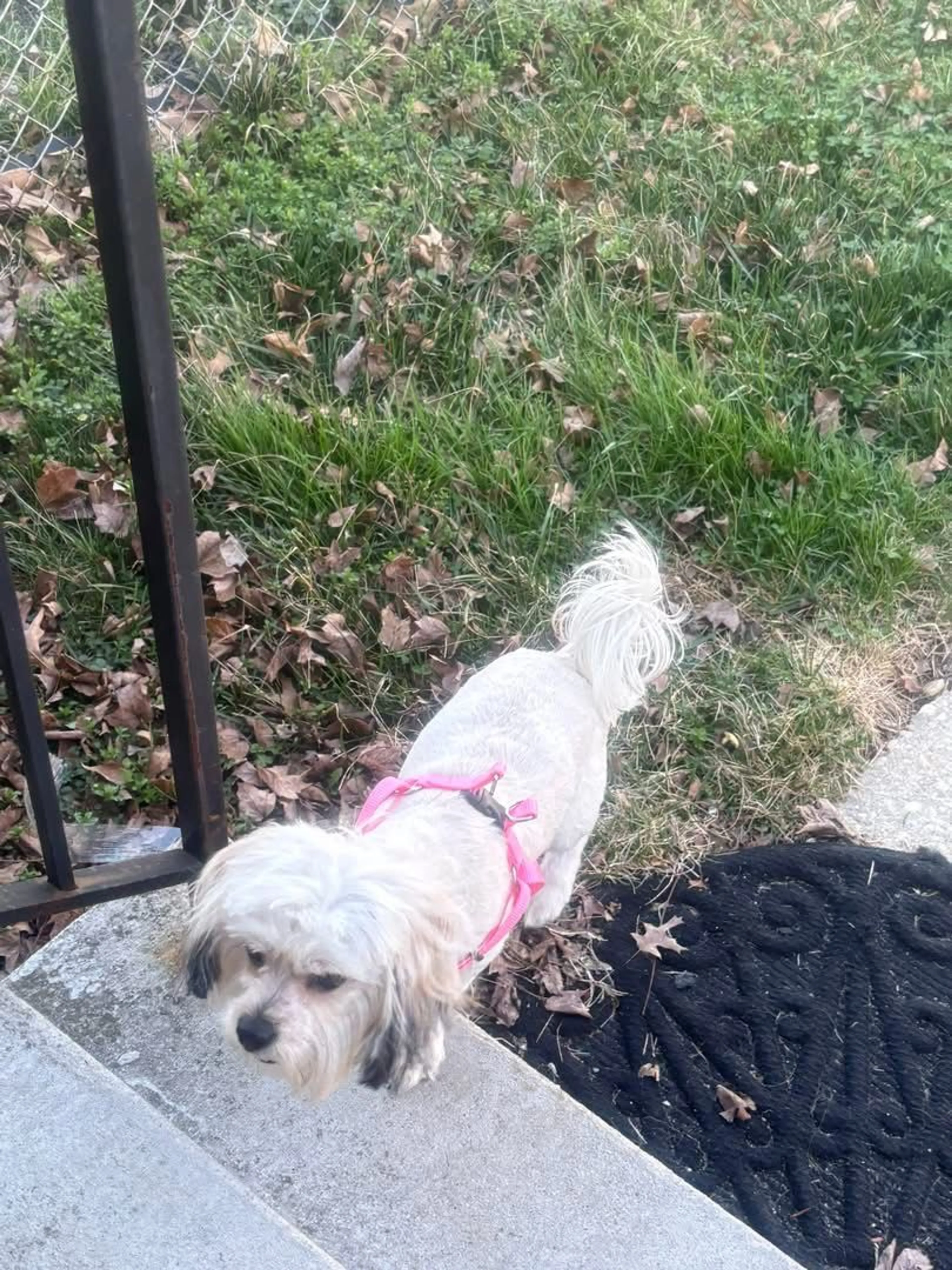 Lost pet-3