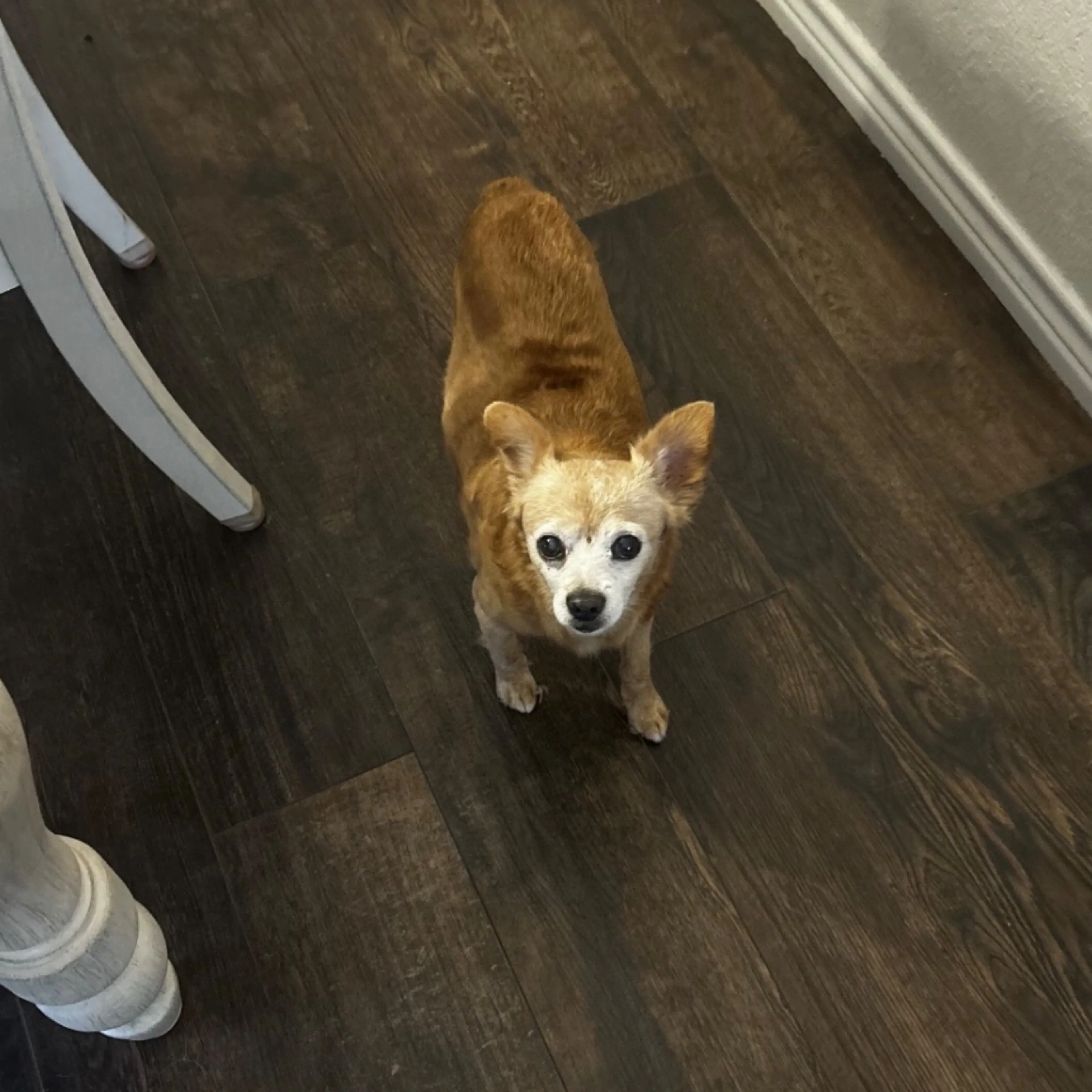 Lost pet-0