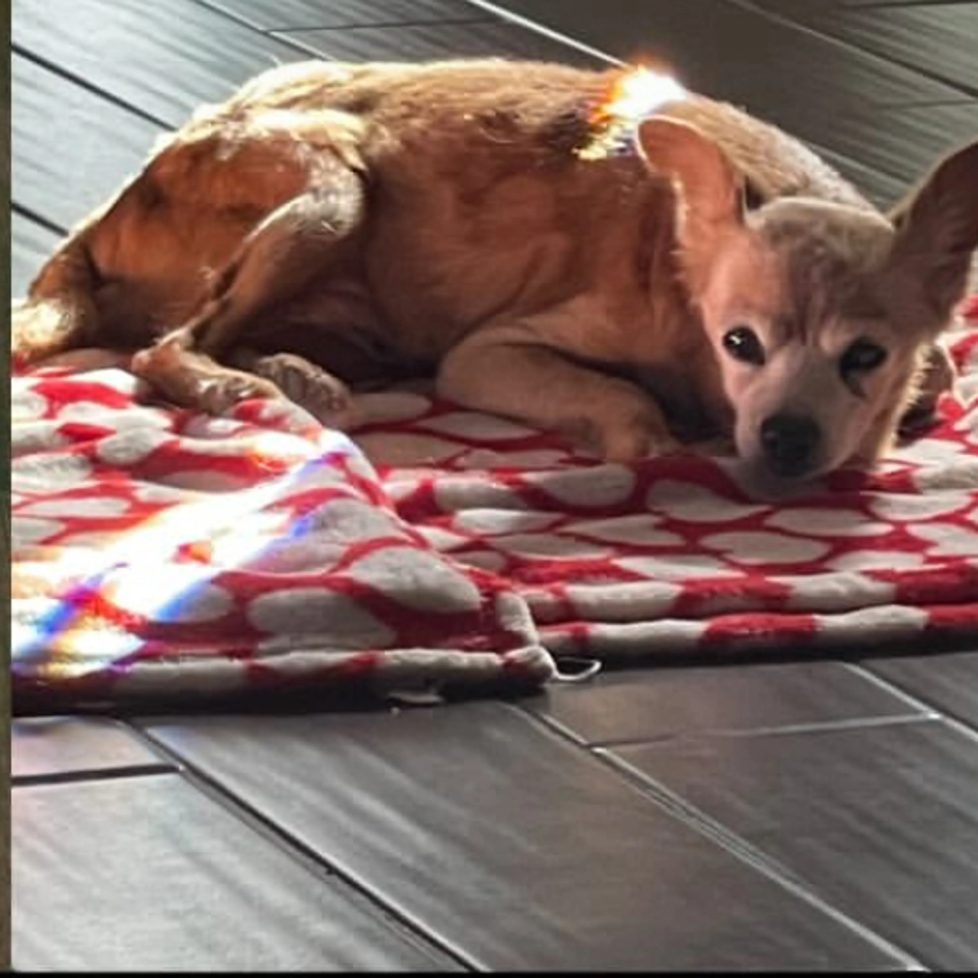 Lost pet-1
