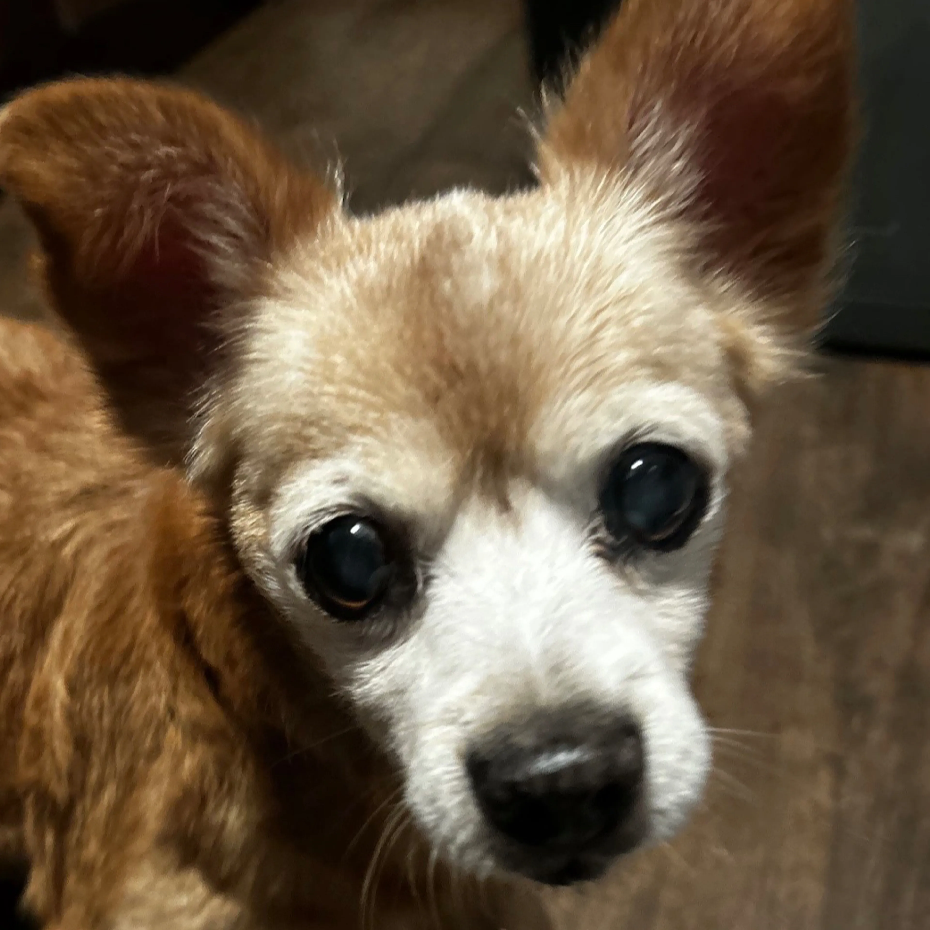 Lost pet-2