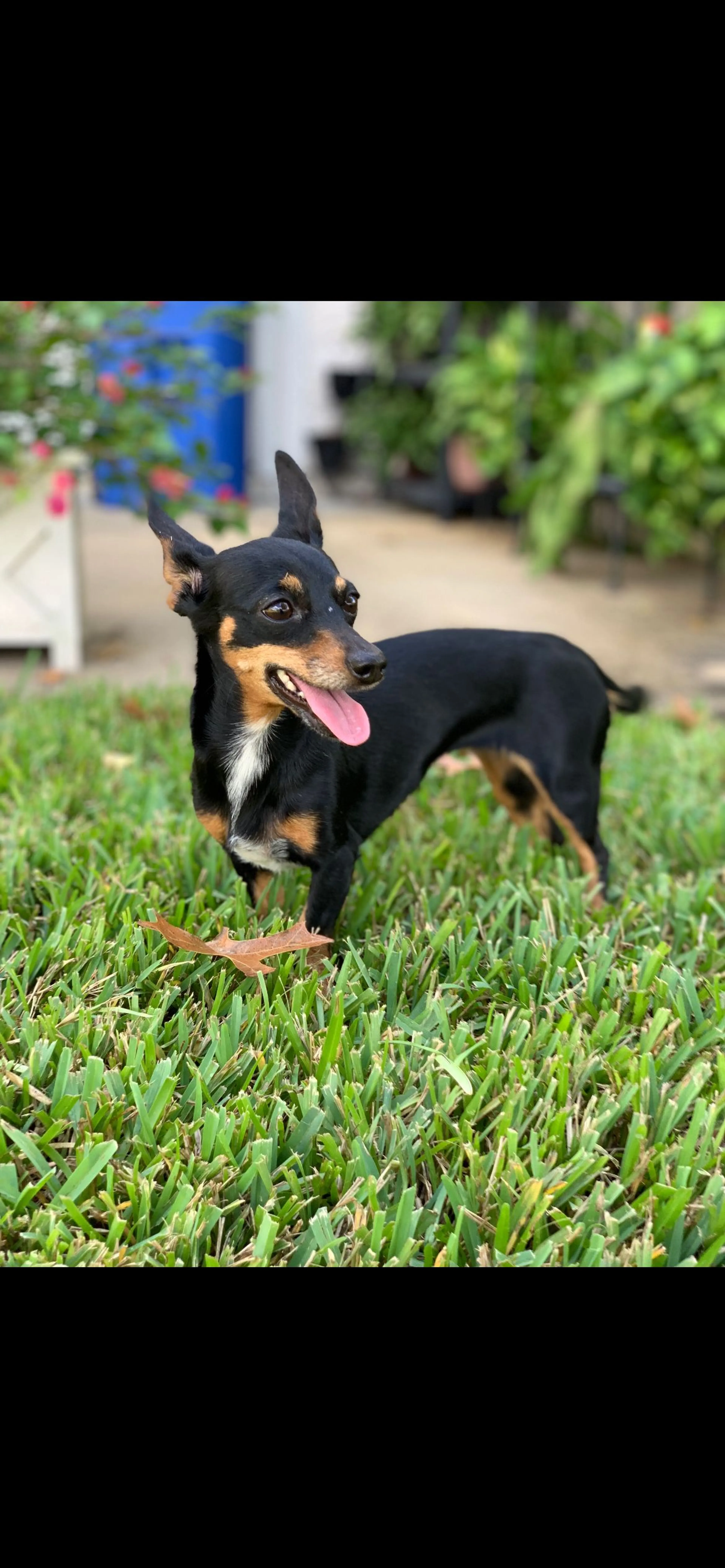 Lost pet-1