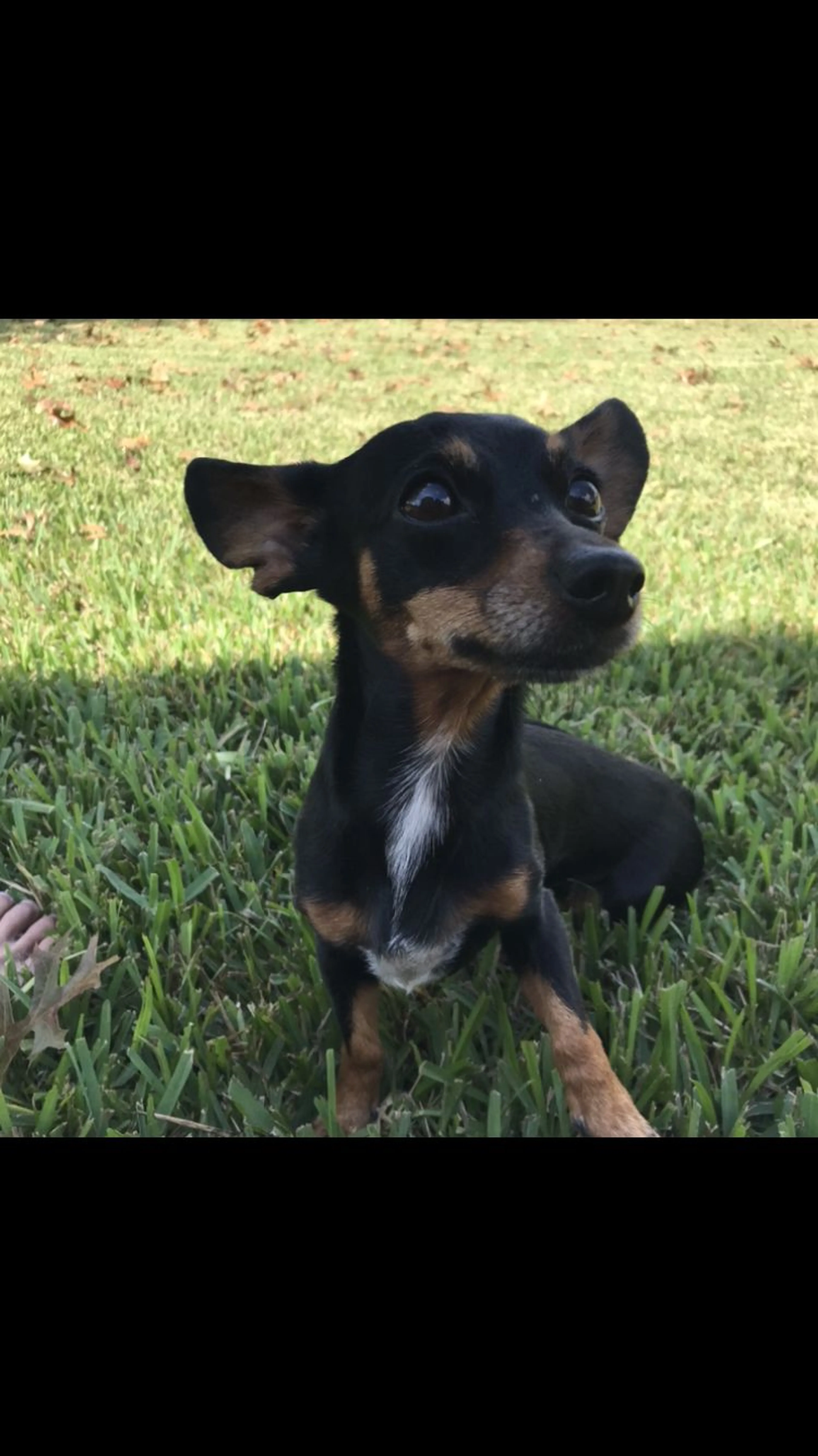 Lost pet-3