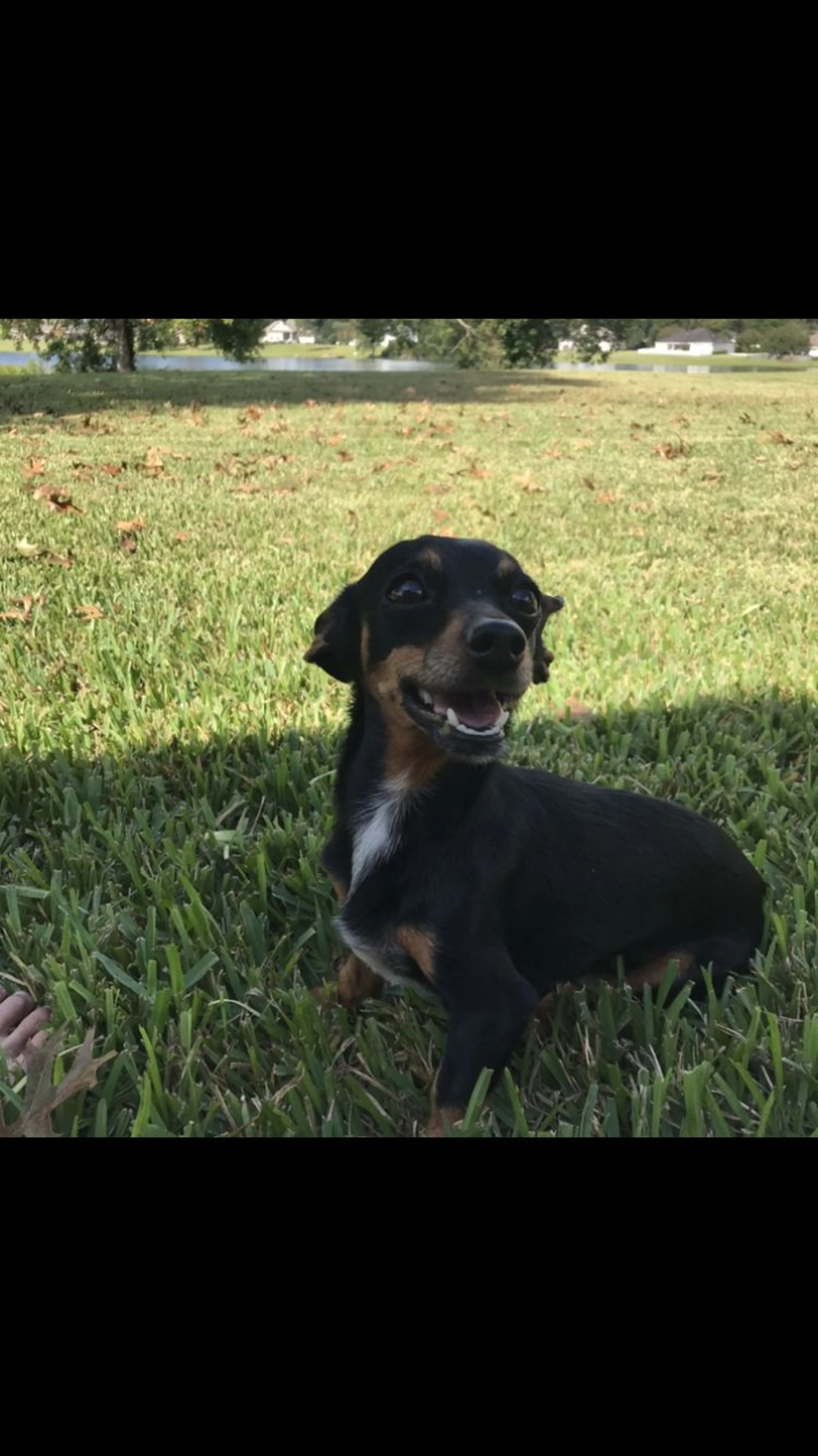 Lost pet-4