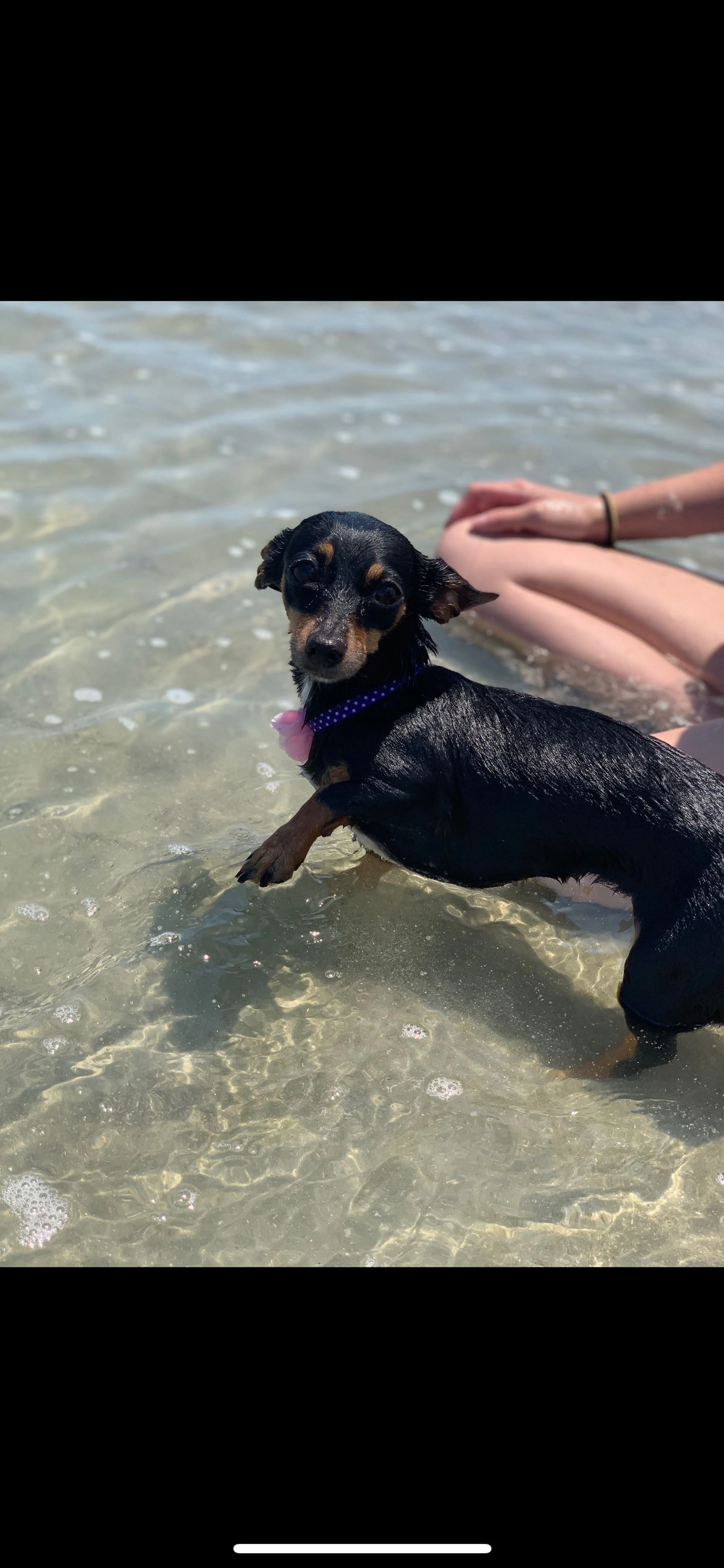 Lost pet-0