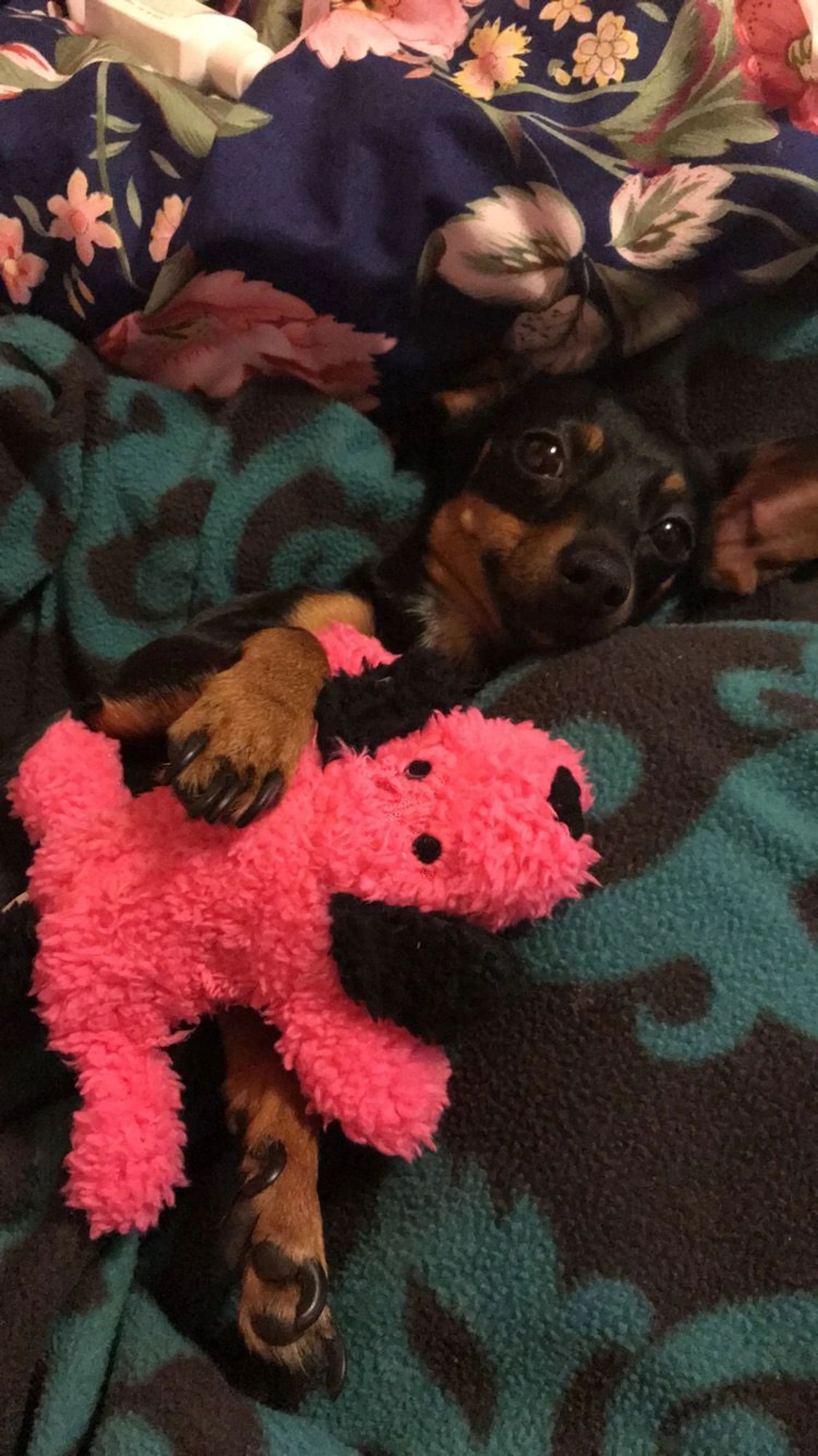 Lost pet-2