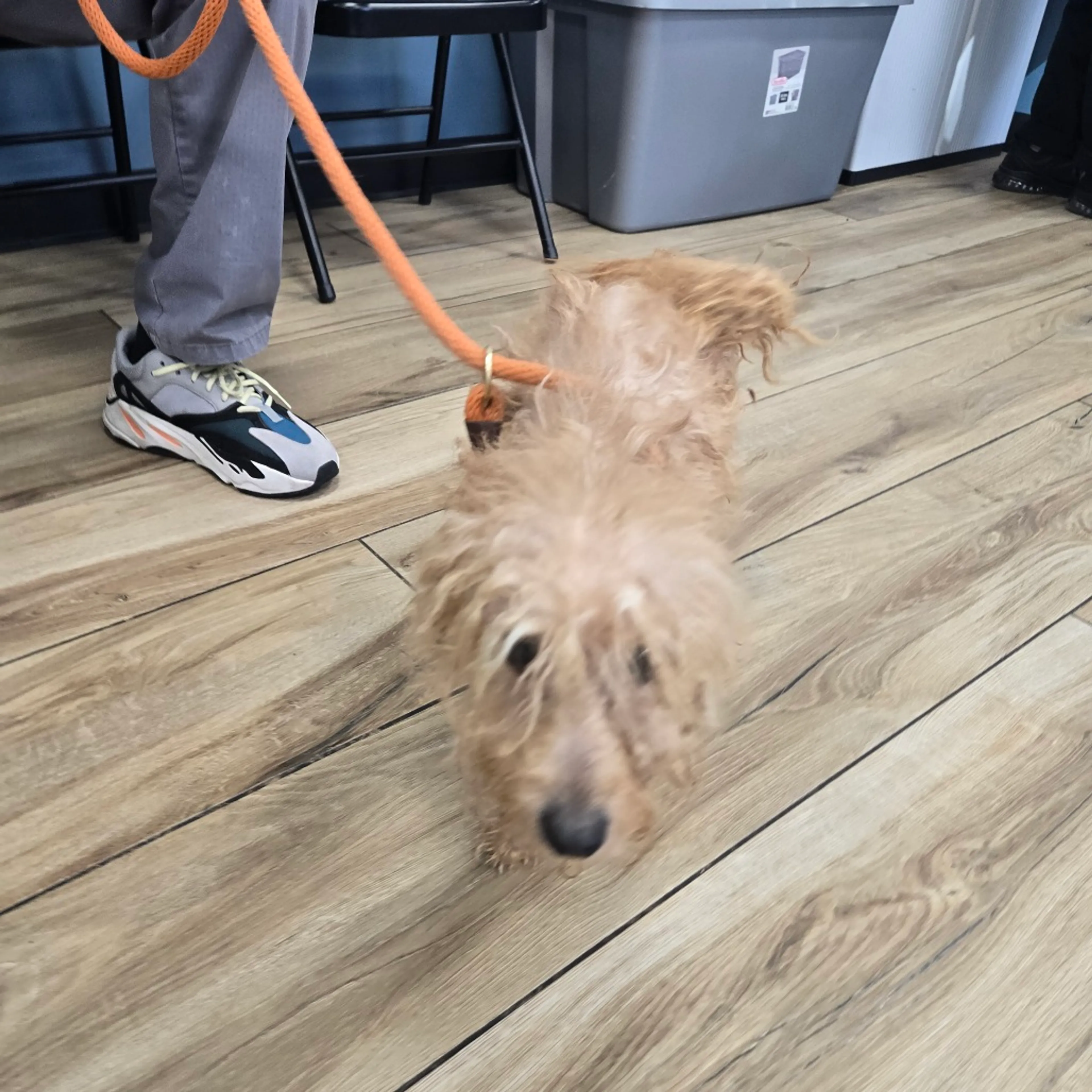 Found pet-2