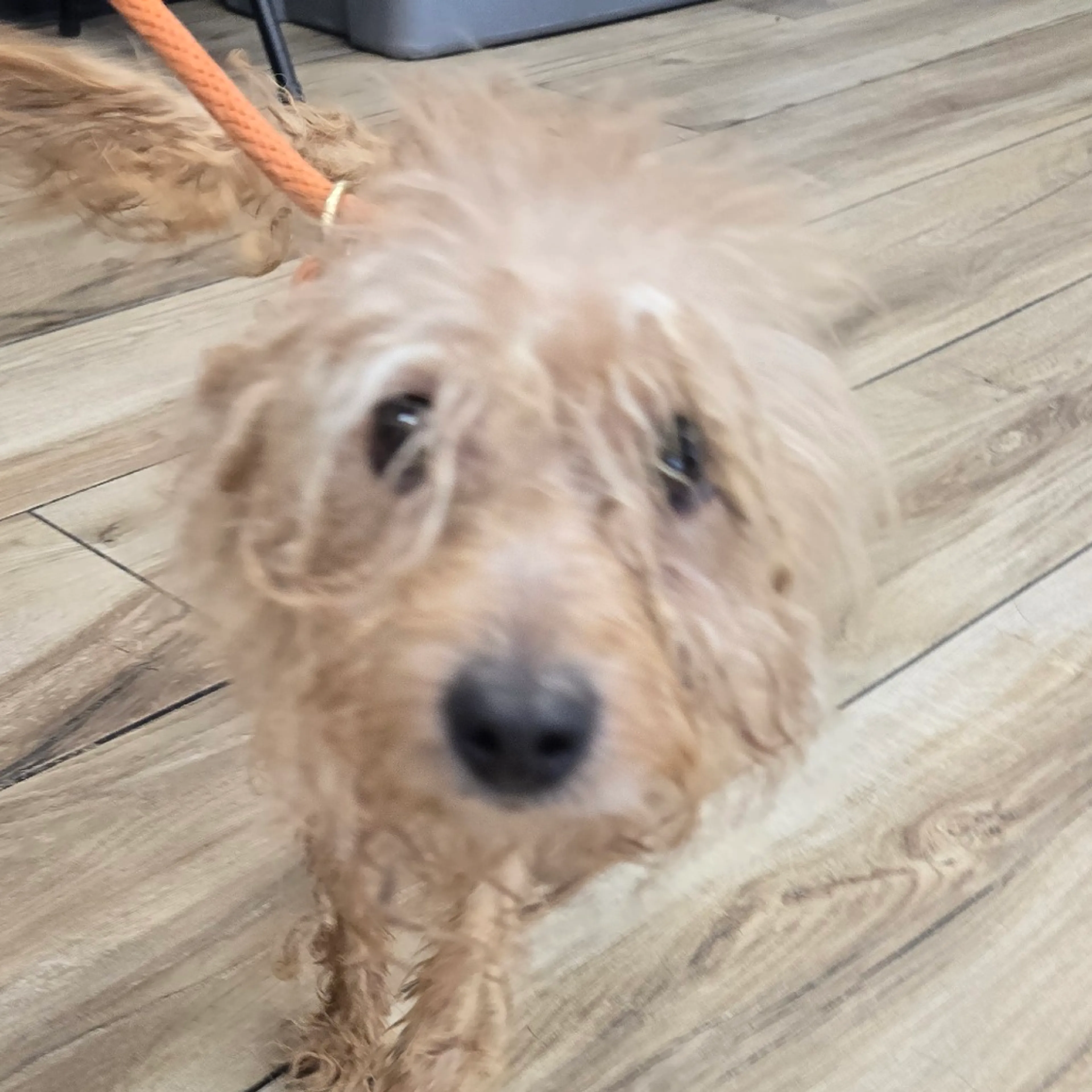 Found pet-3