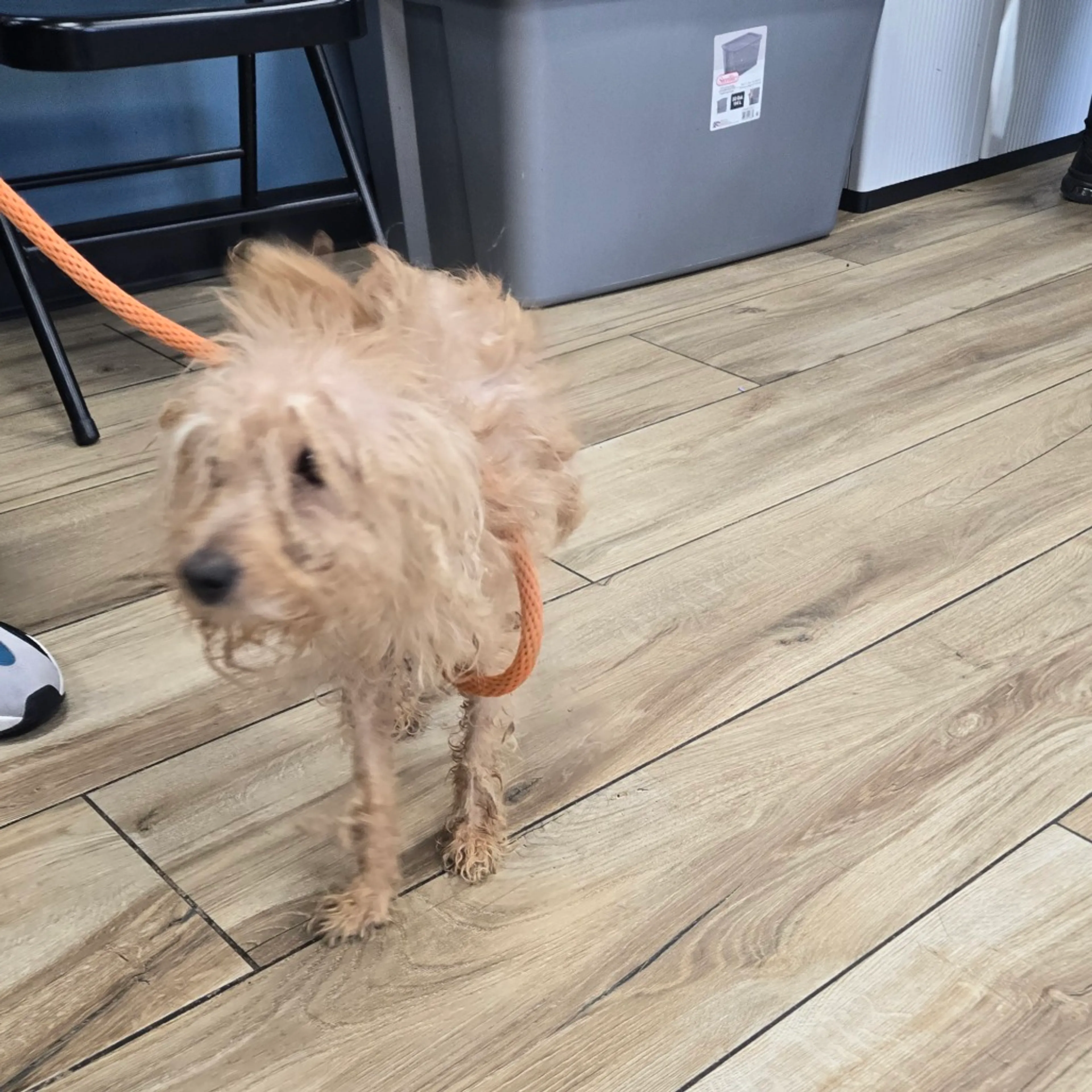 Found pet-1