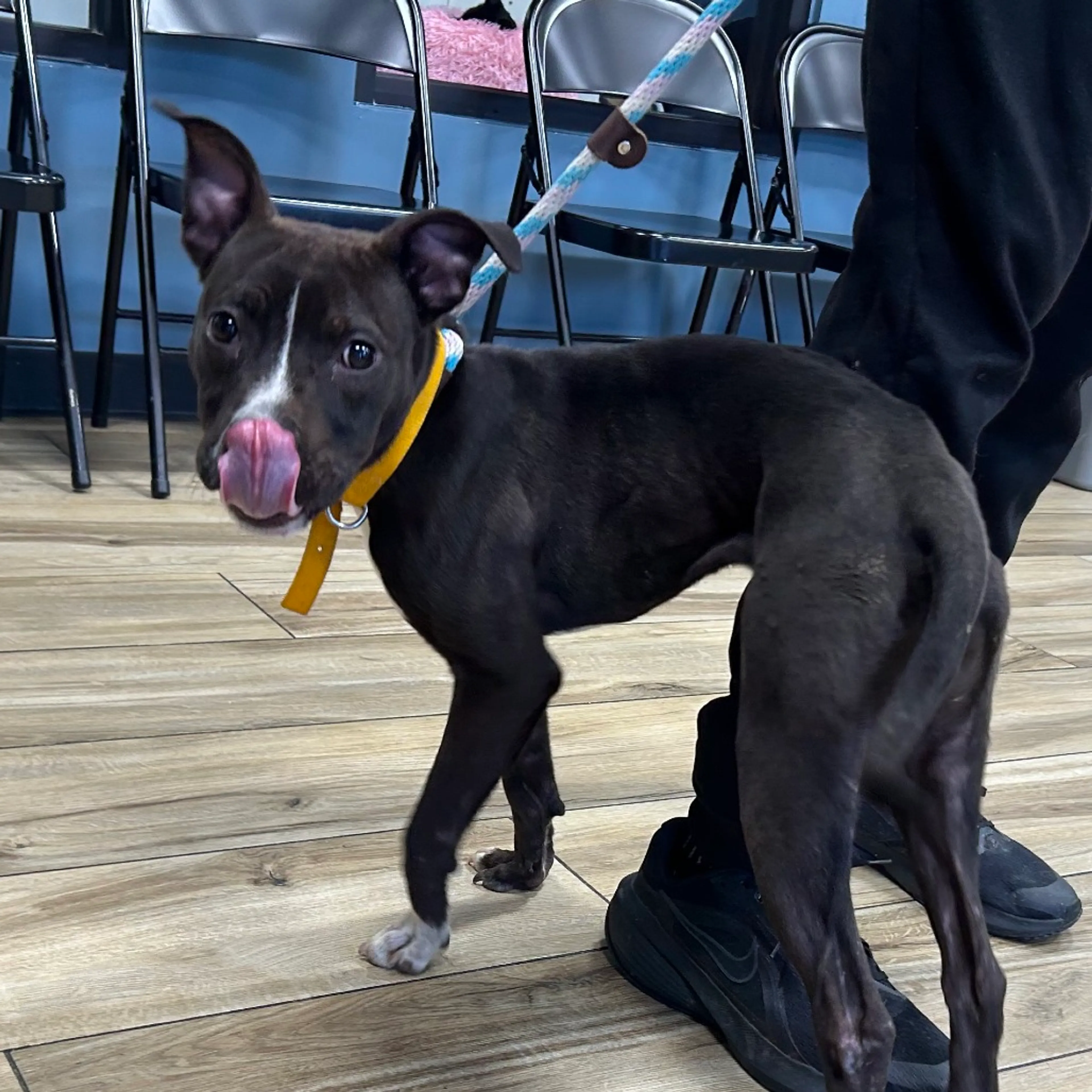 Found pet