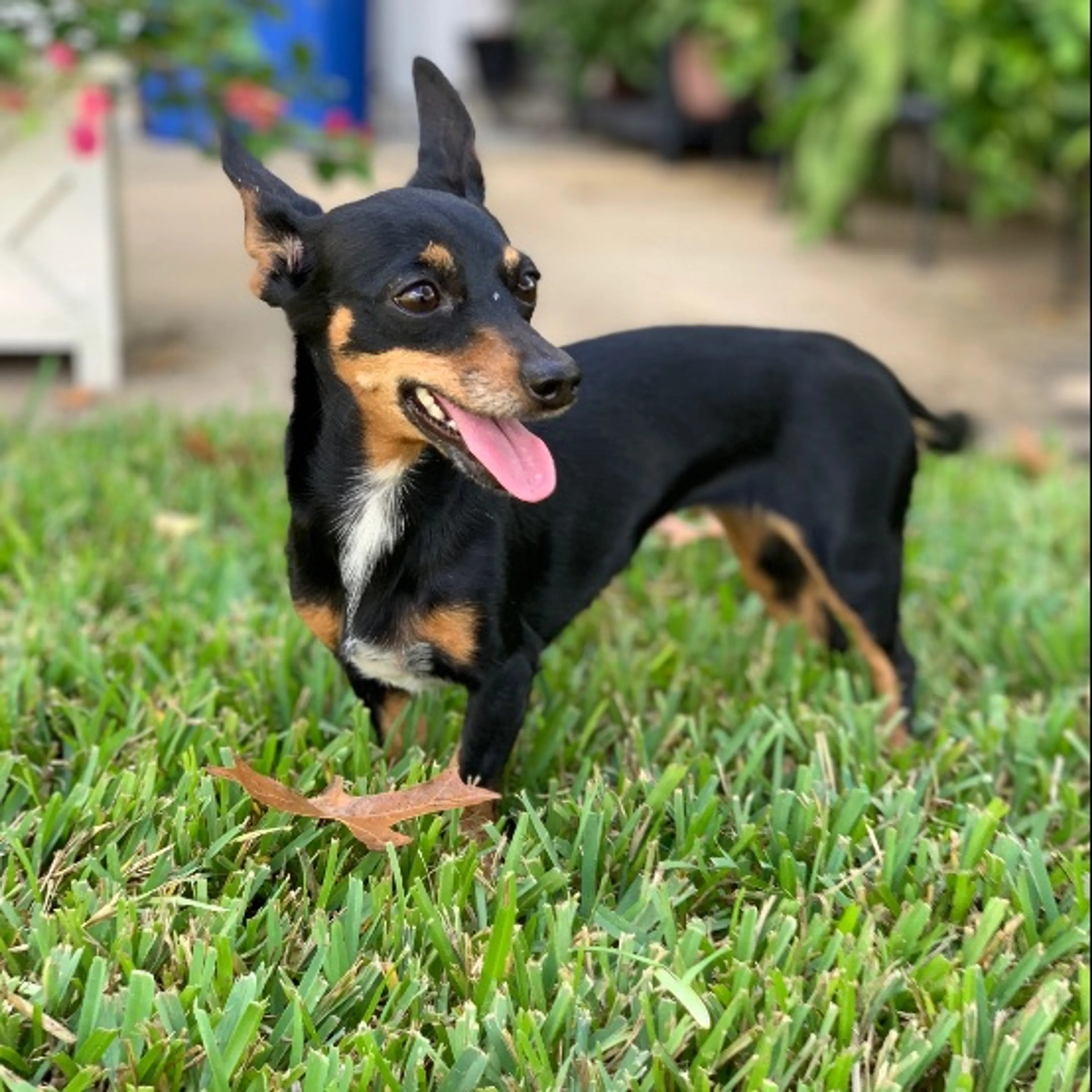 Lost pet
