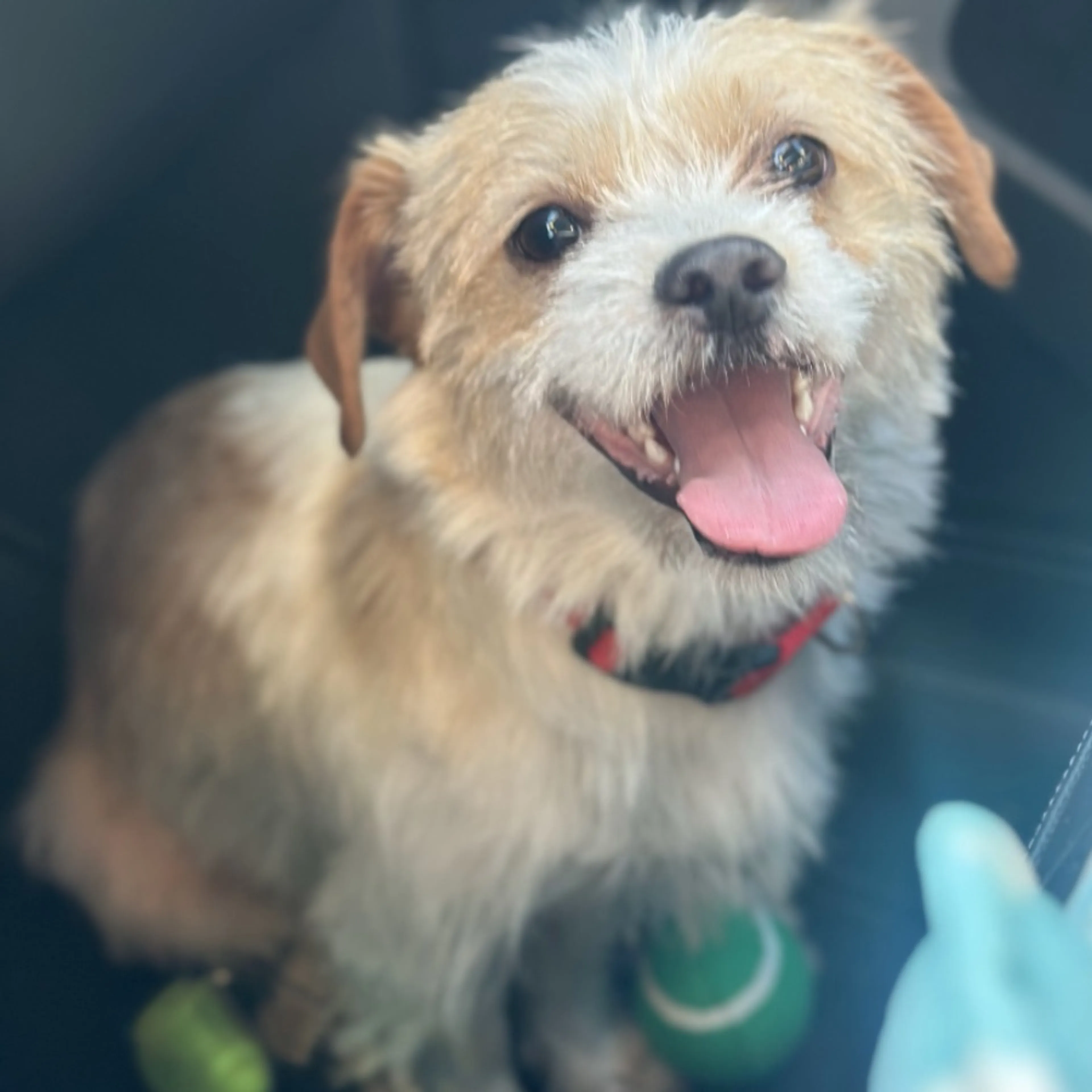 Found pet