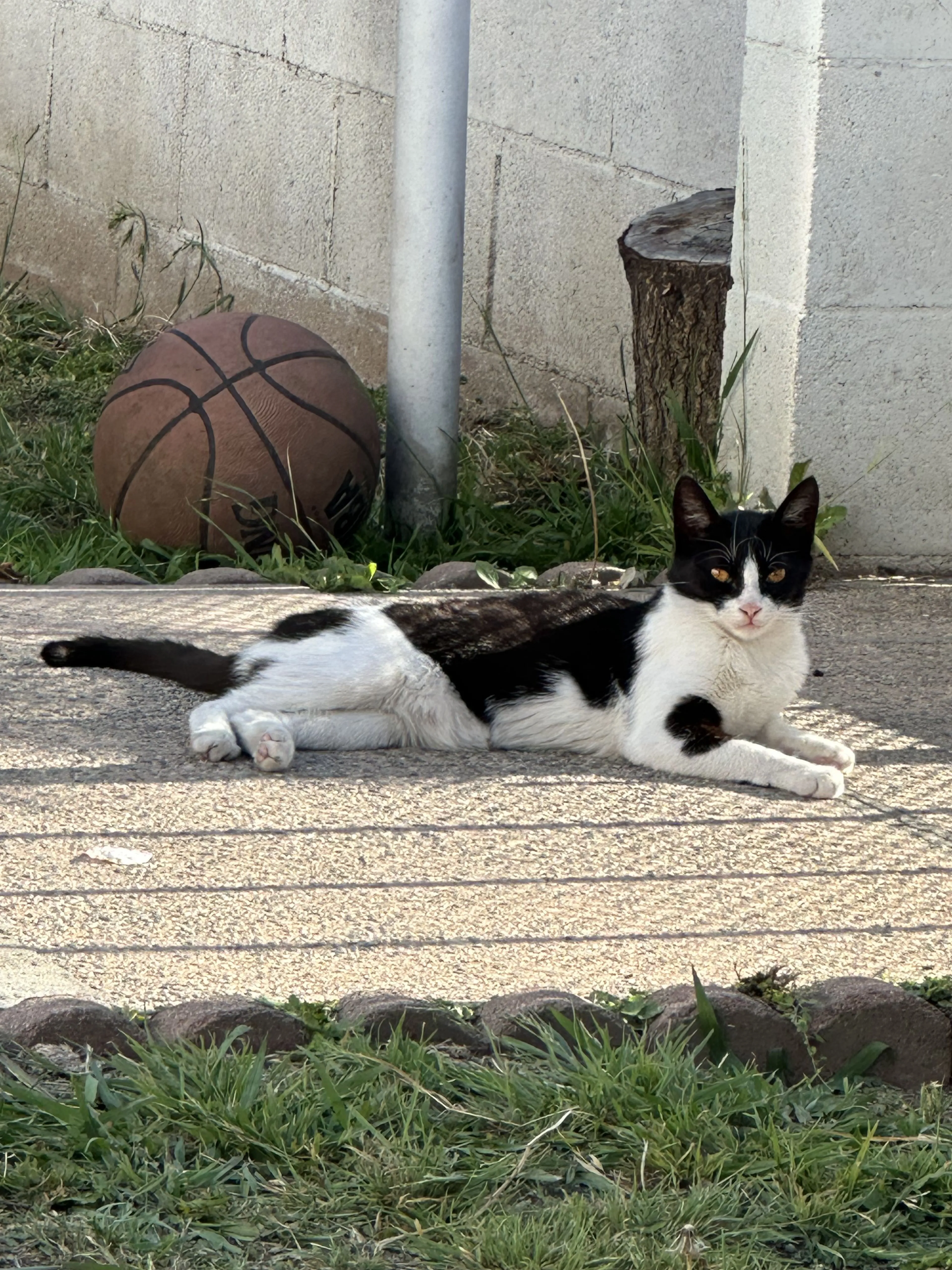 Lost pet-1