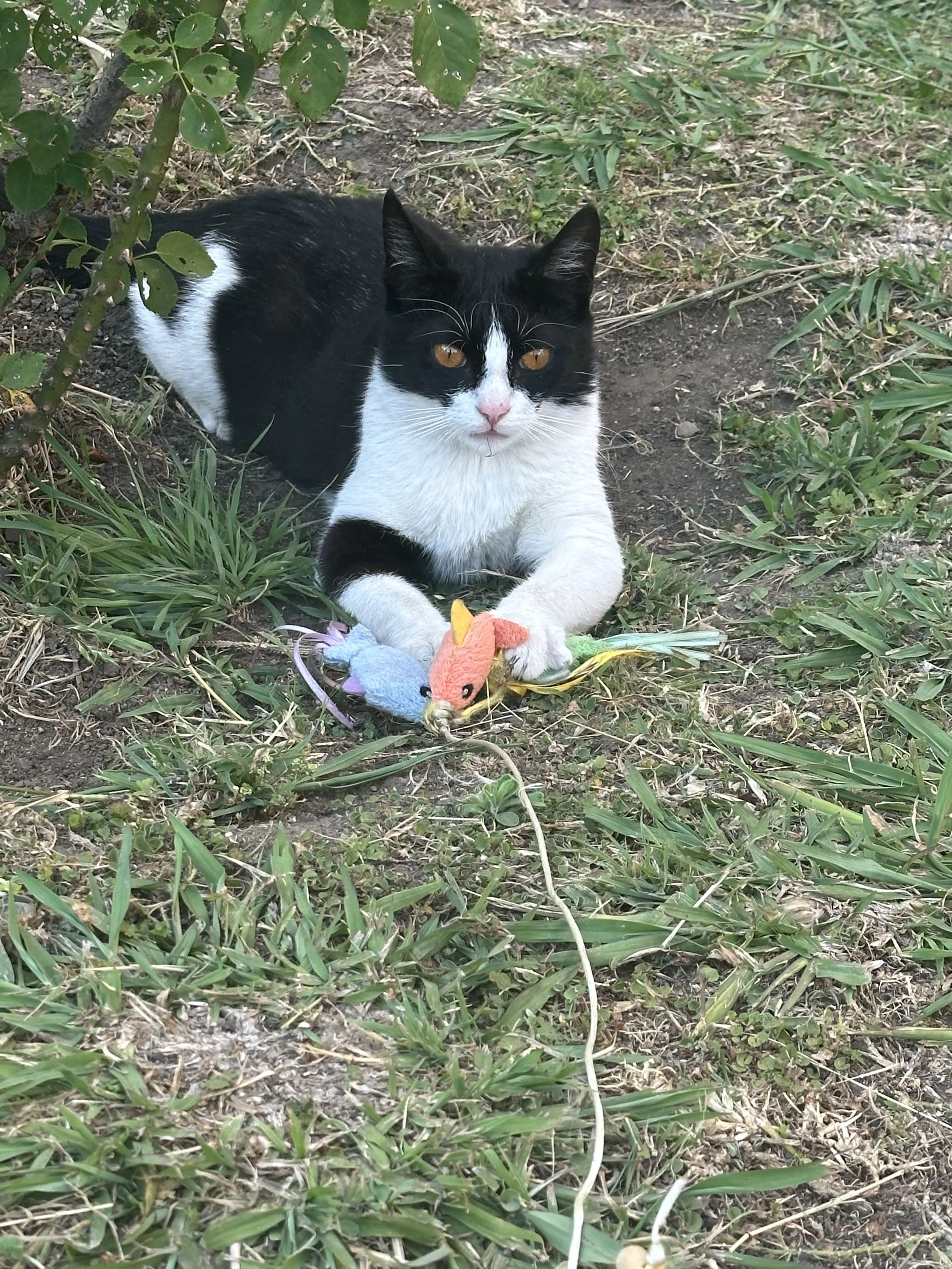 Lost pet-0