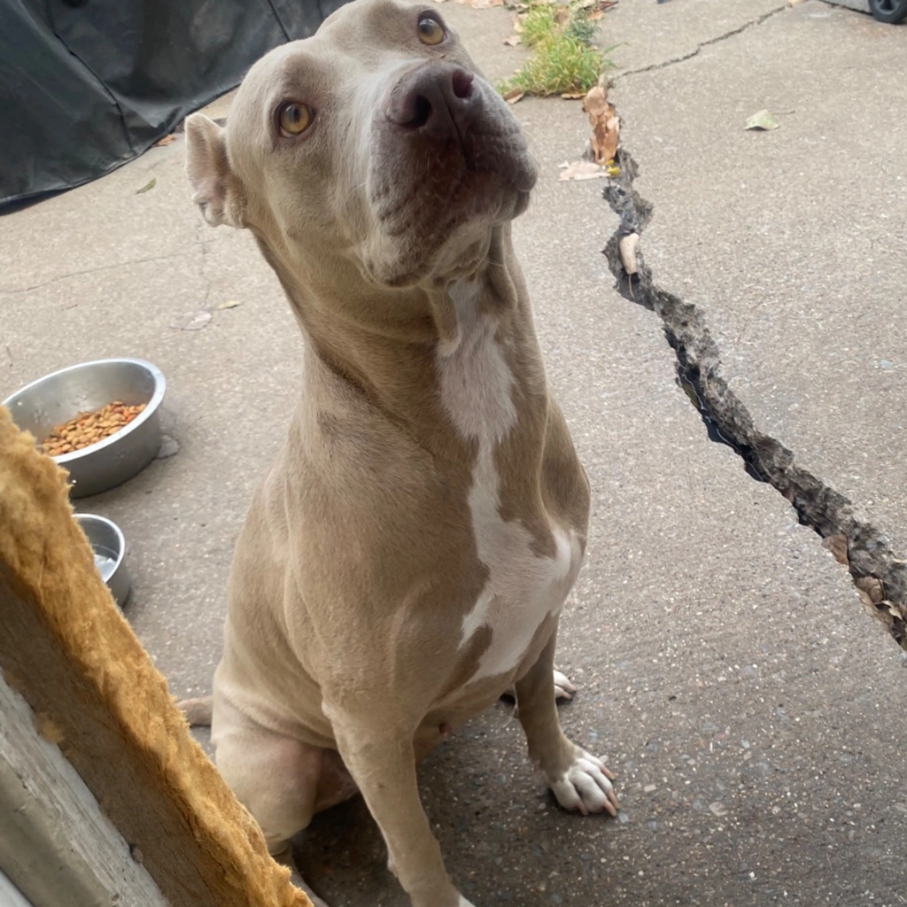 Lost pet