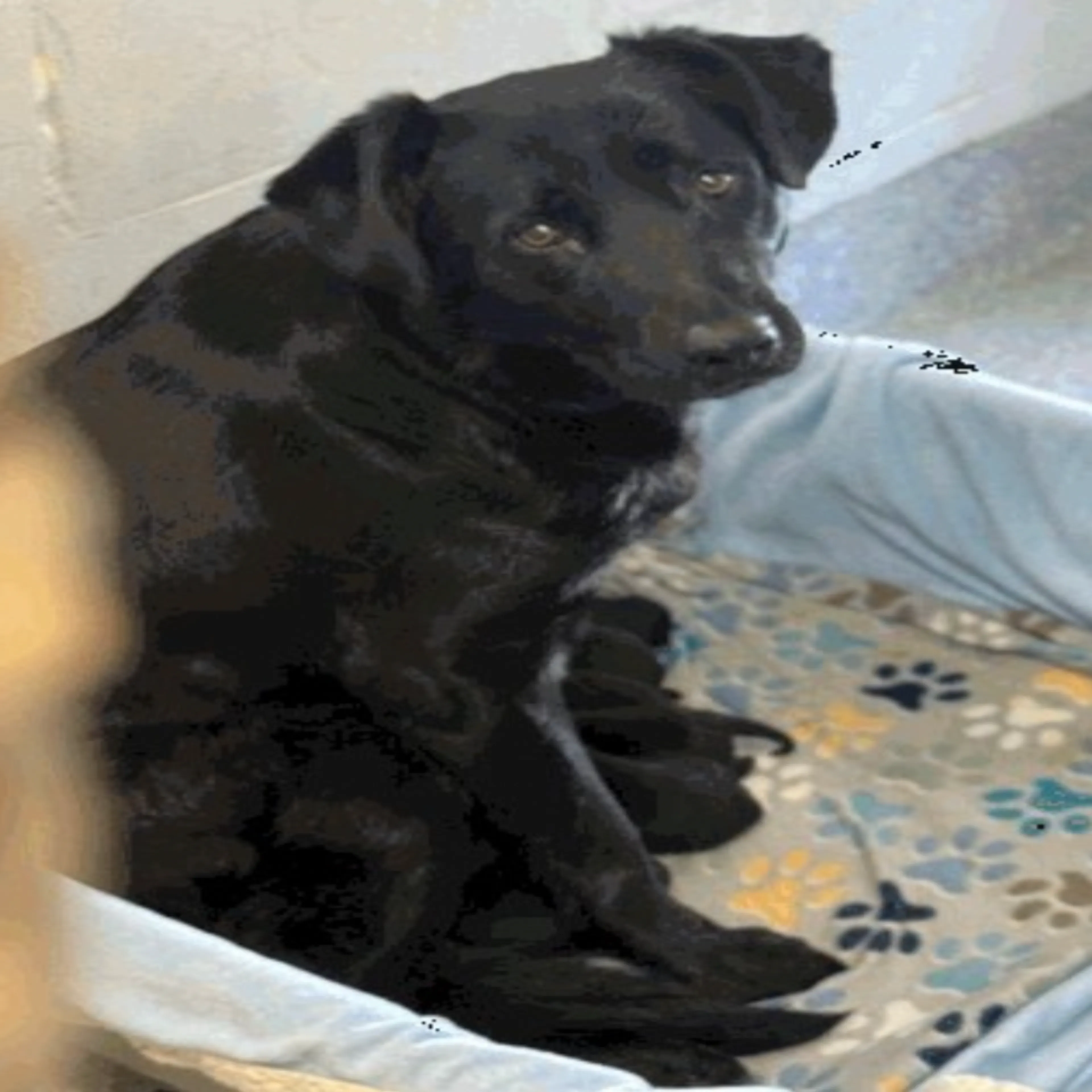 Found pet