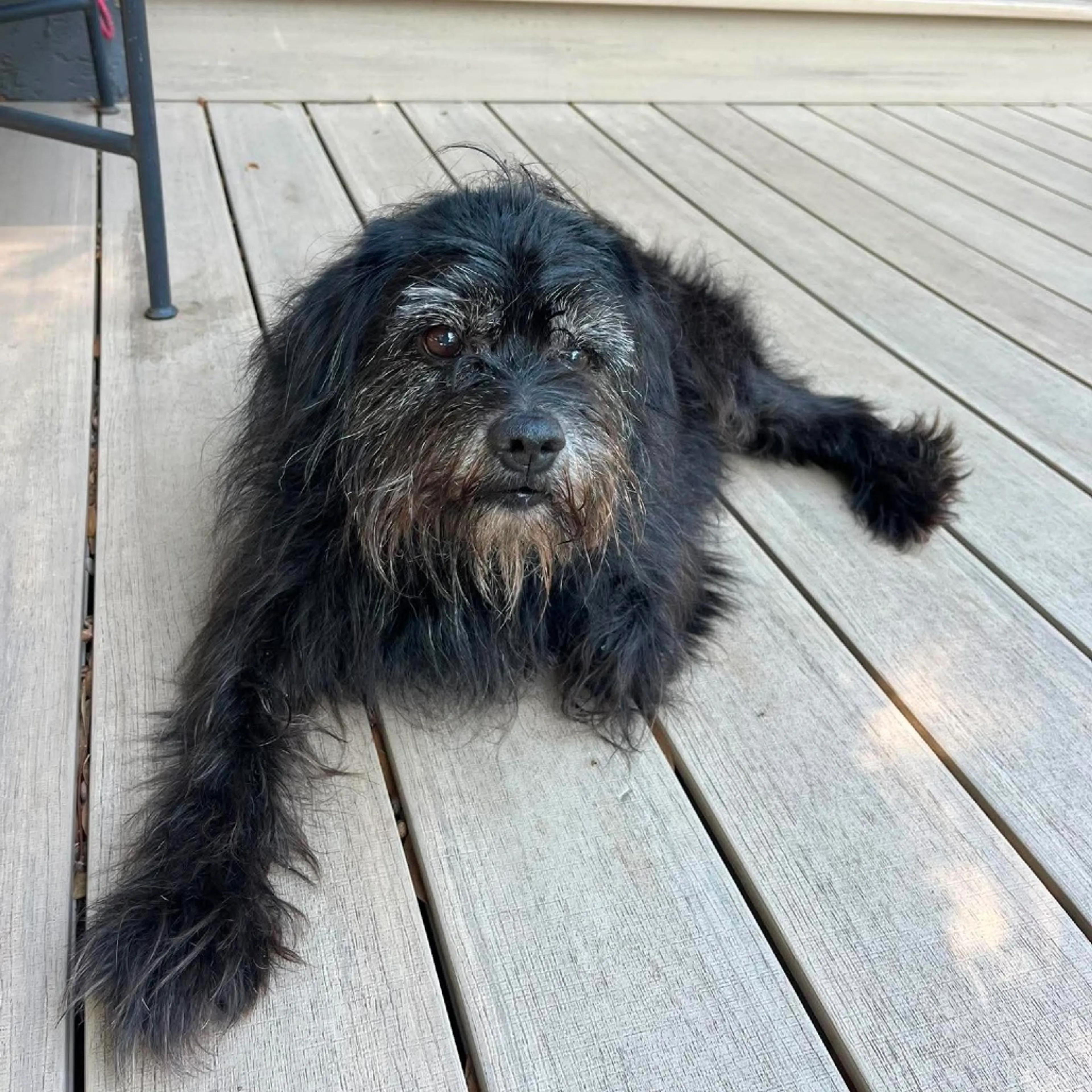 Found pet