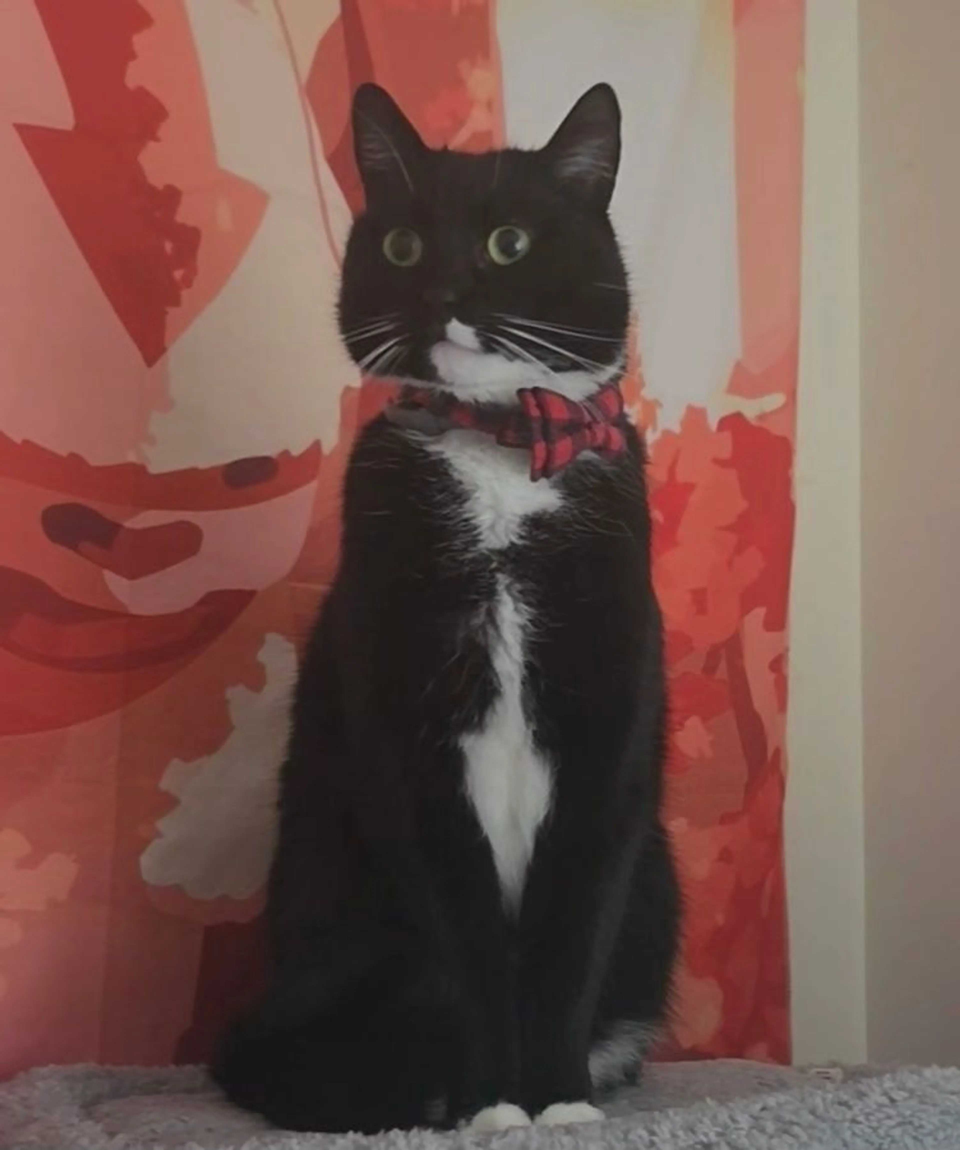 Lost pet