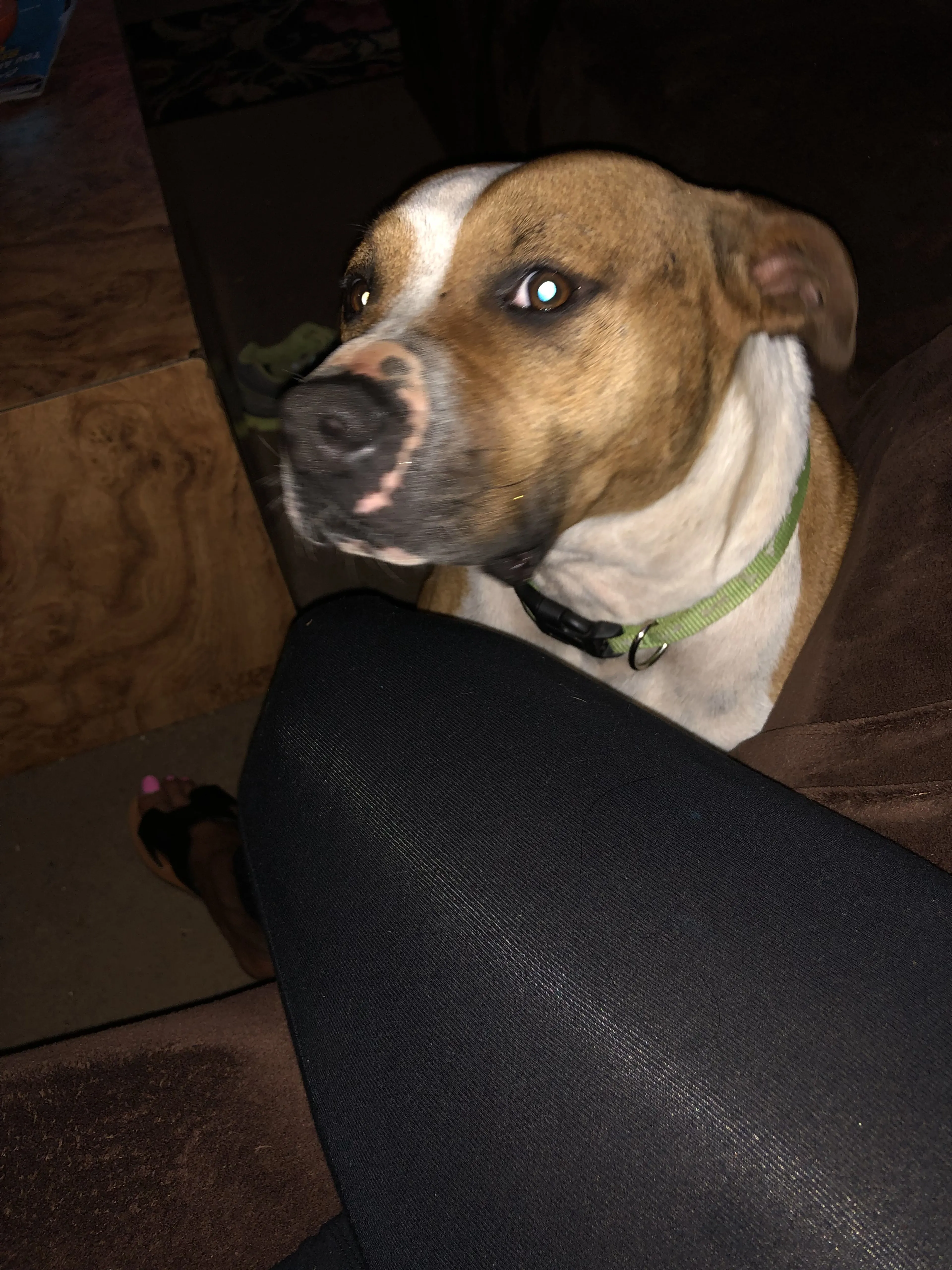 Lost pet