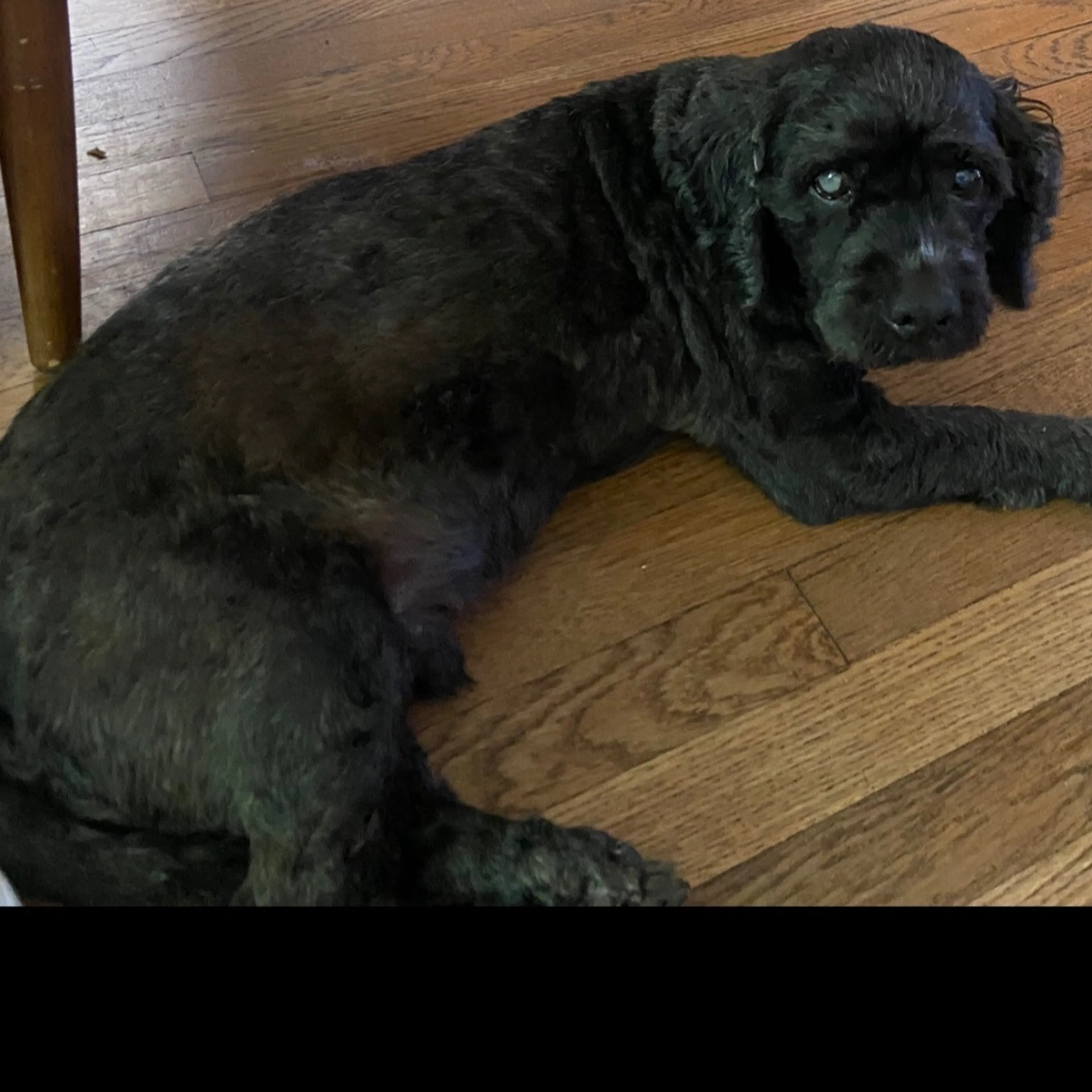 Lost pet-1