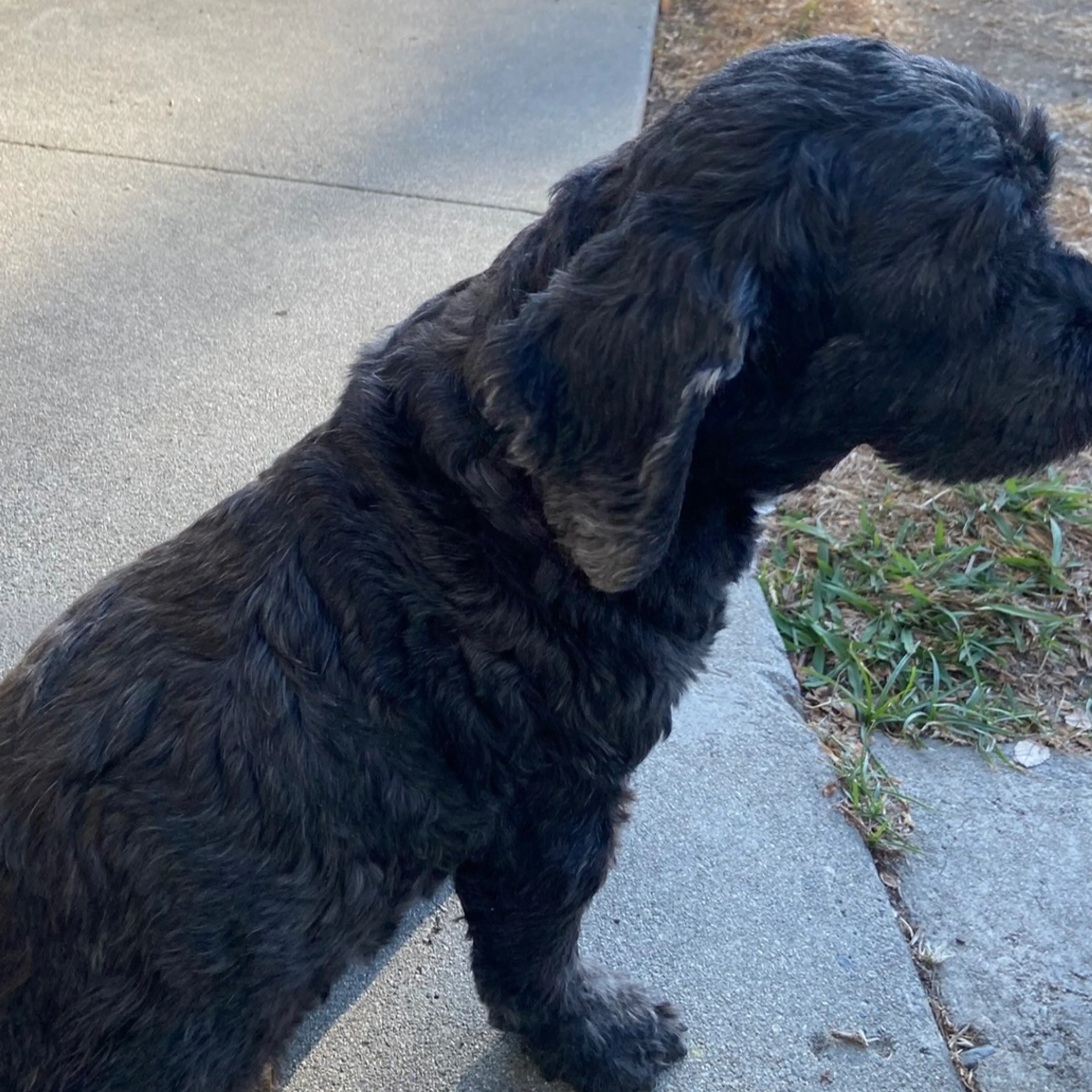 Lost pet-3