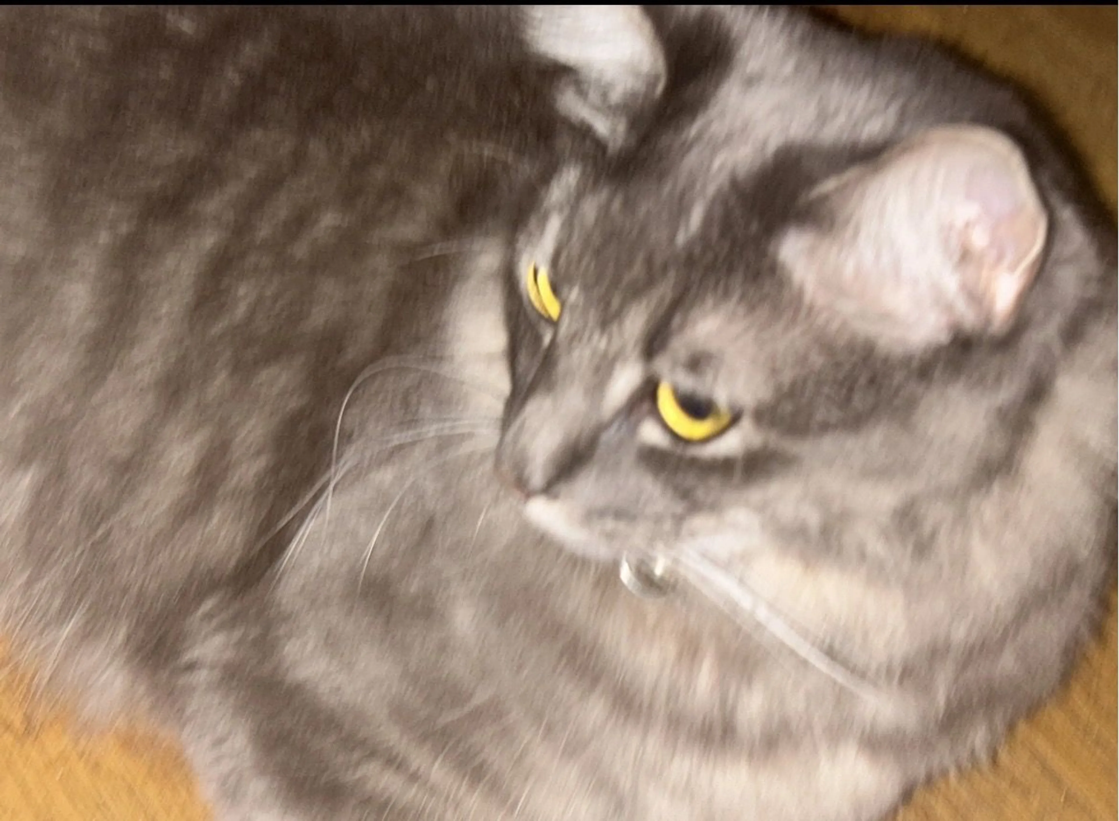Lost pet