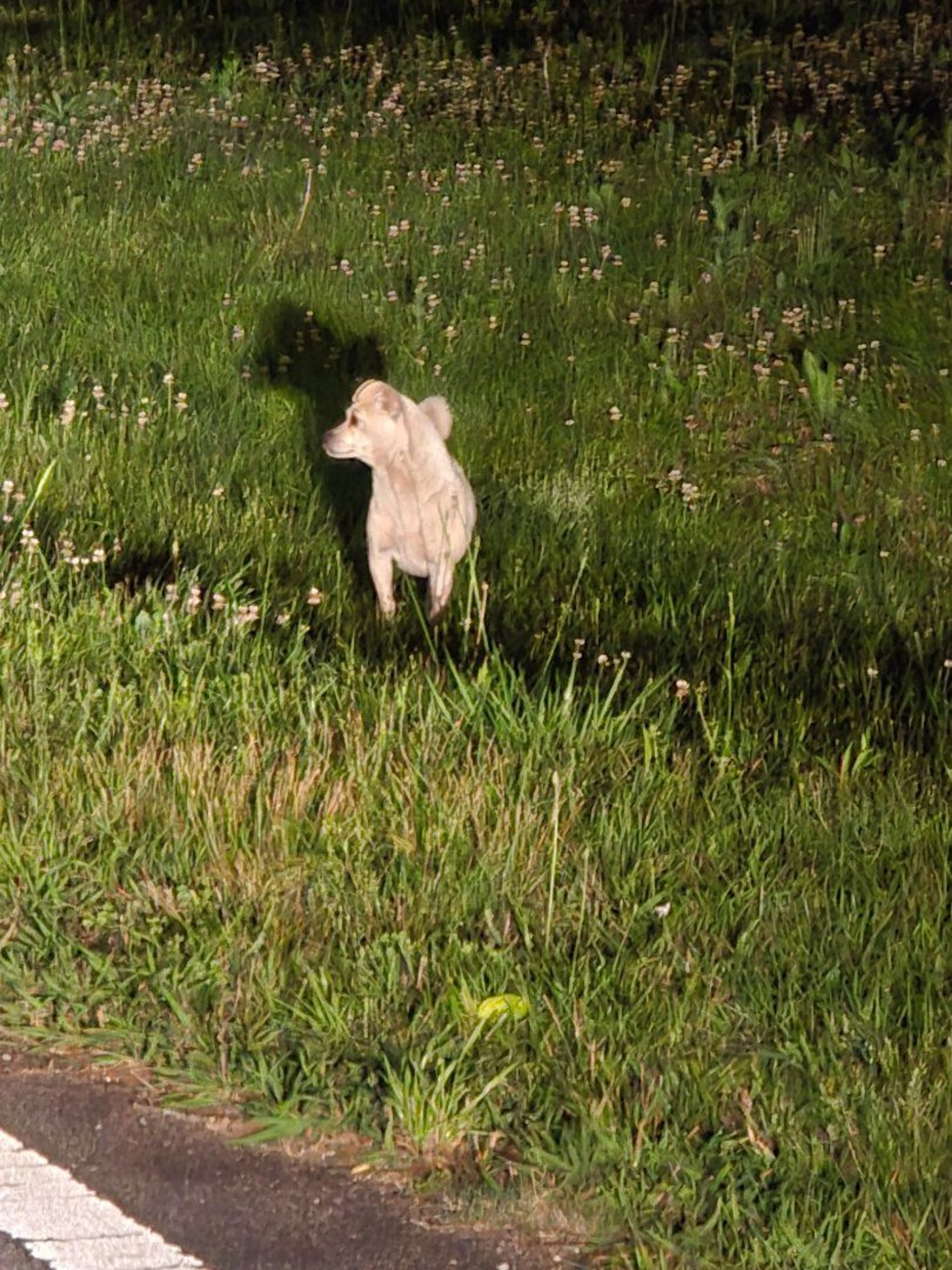 Lost pet-0