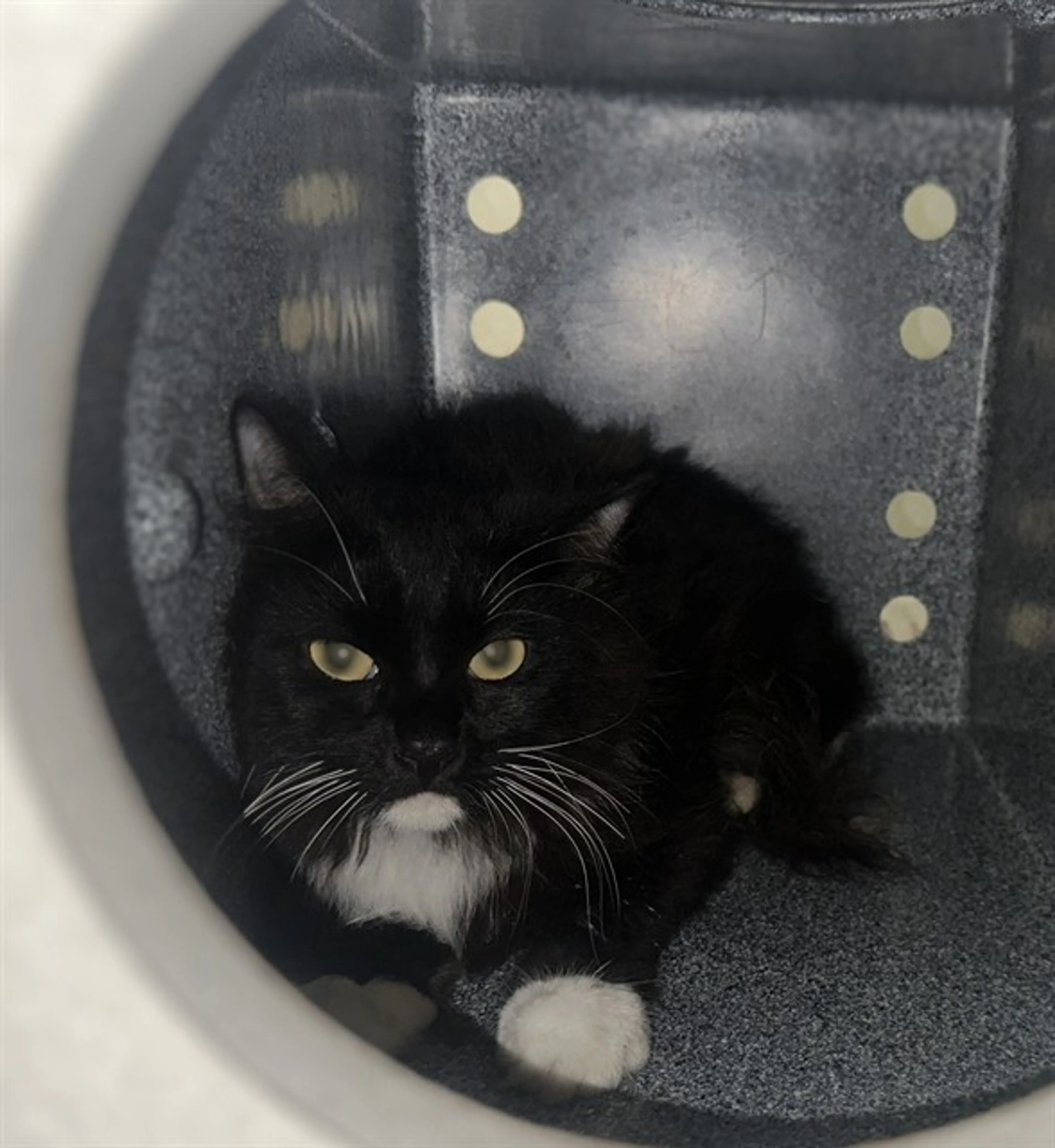 Found pet