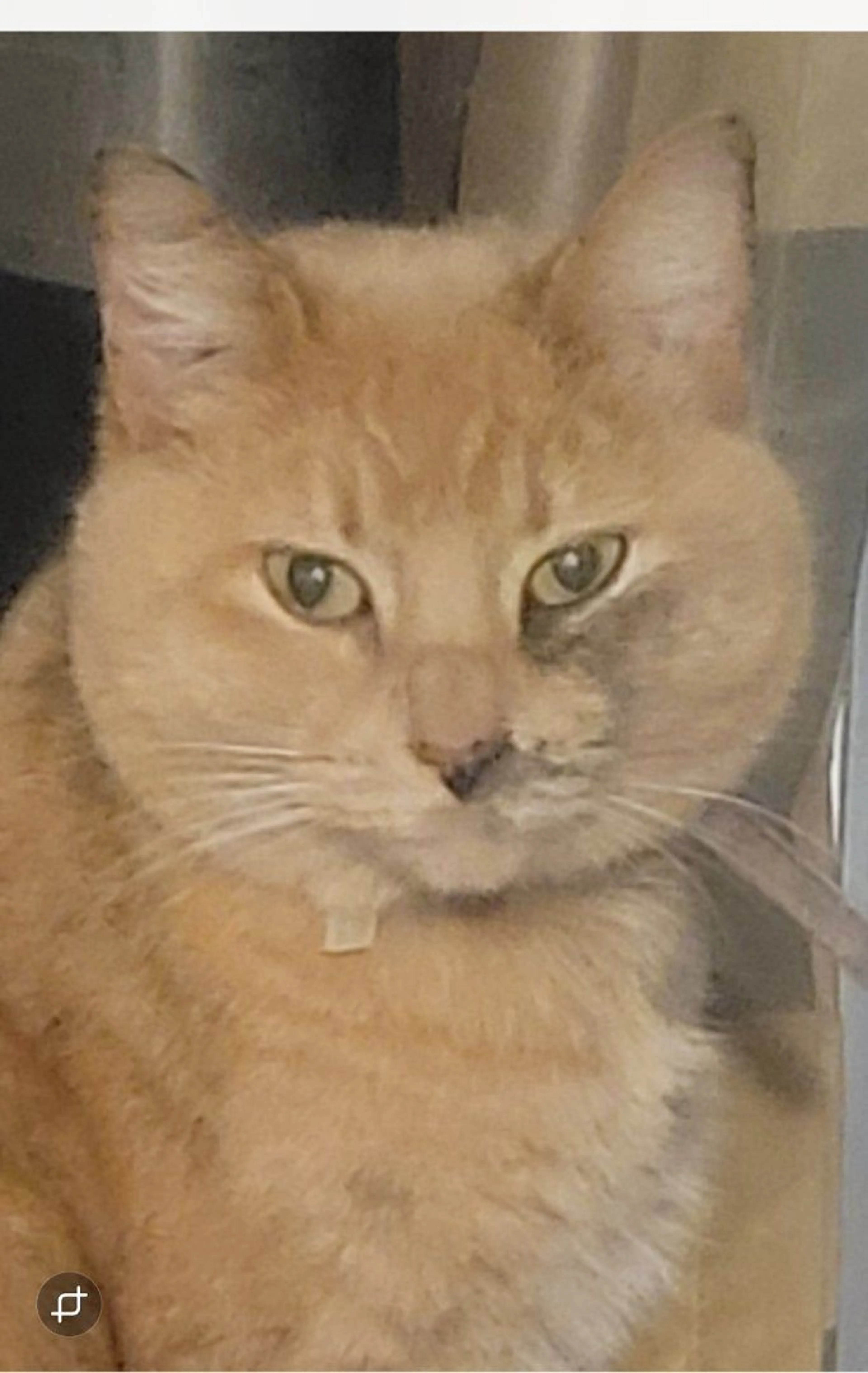 Lost pet-0