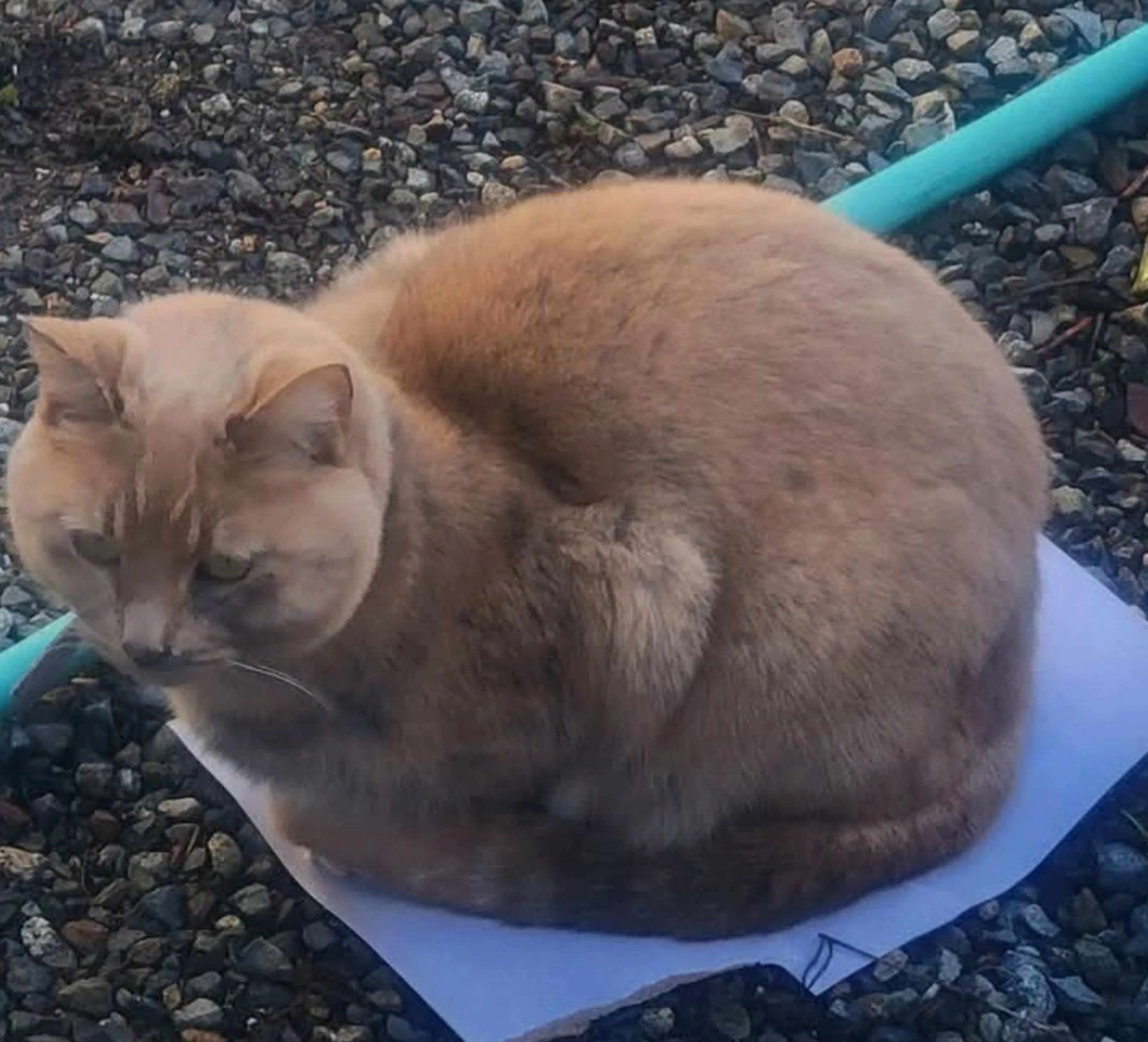 Lost pet-2