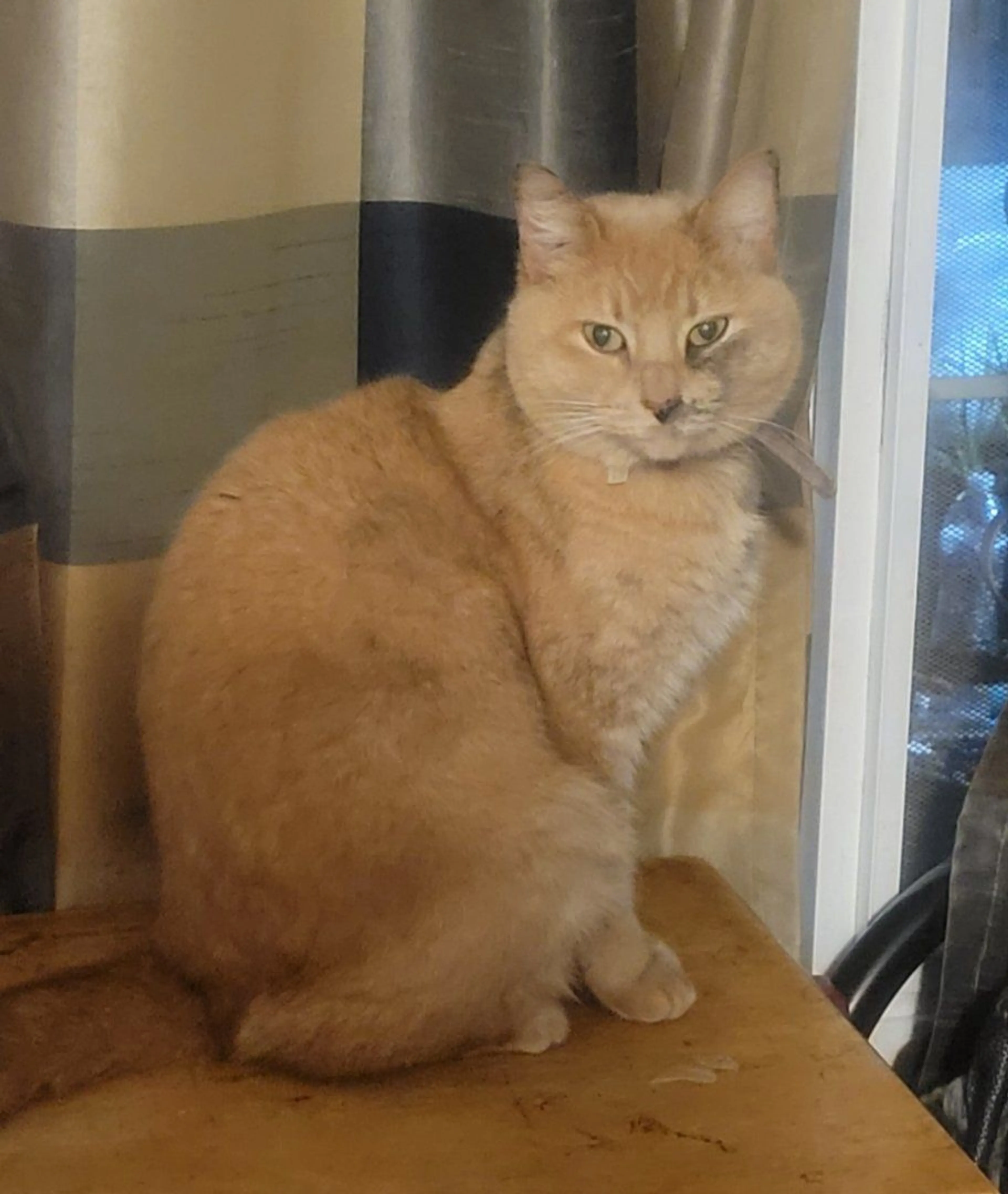 Lost pet-1