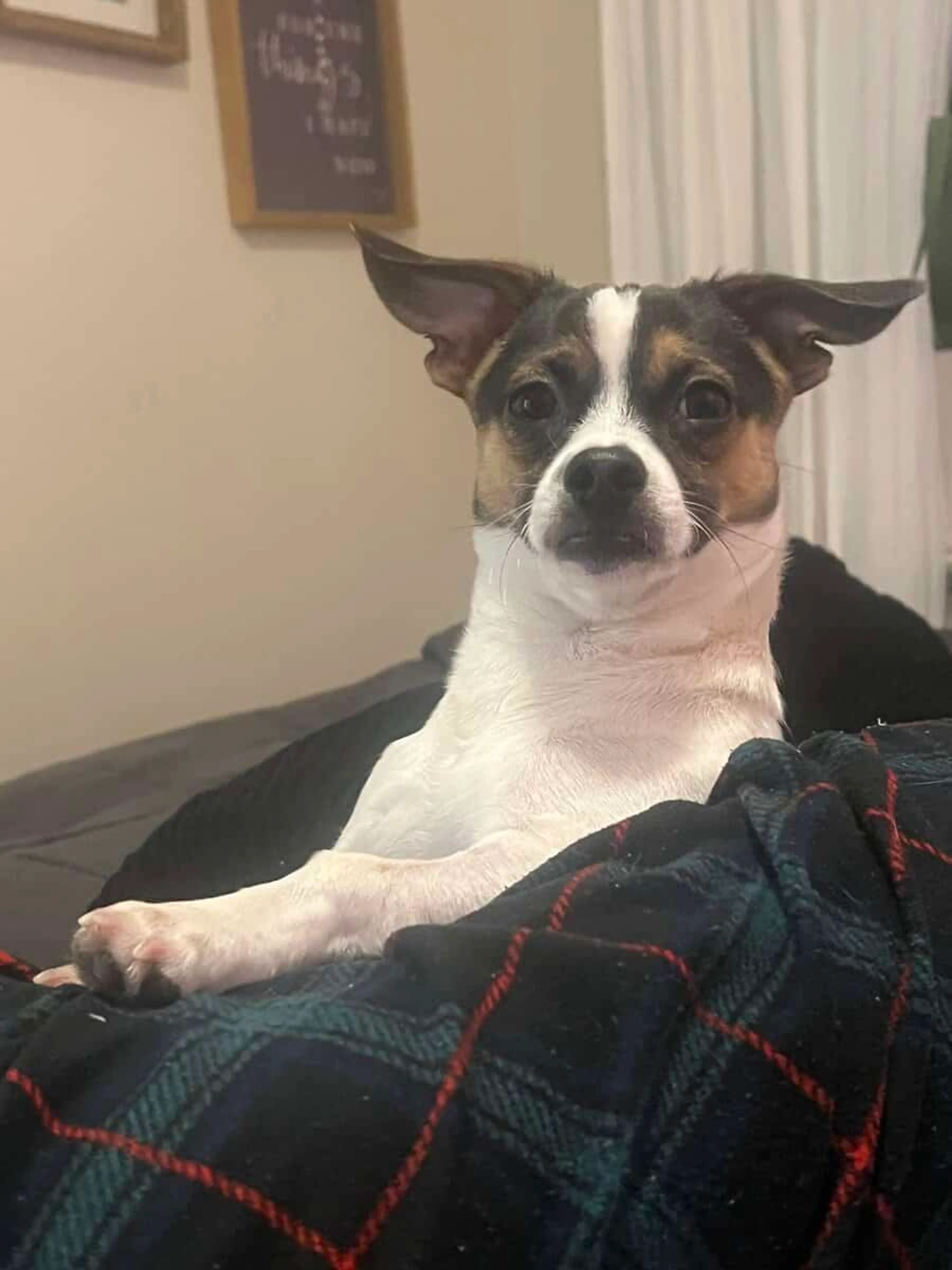 Lost pet